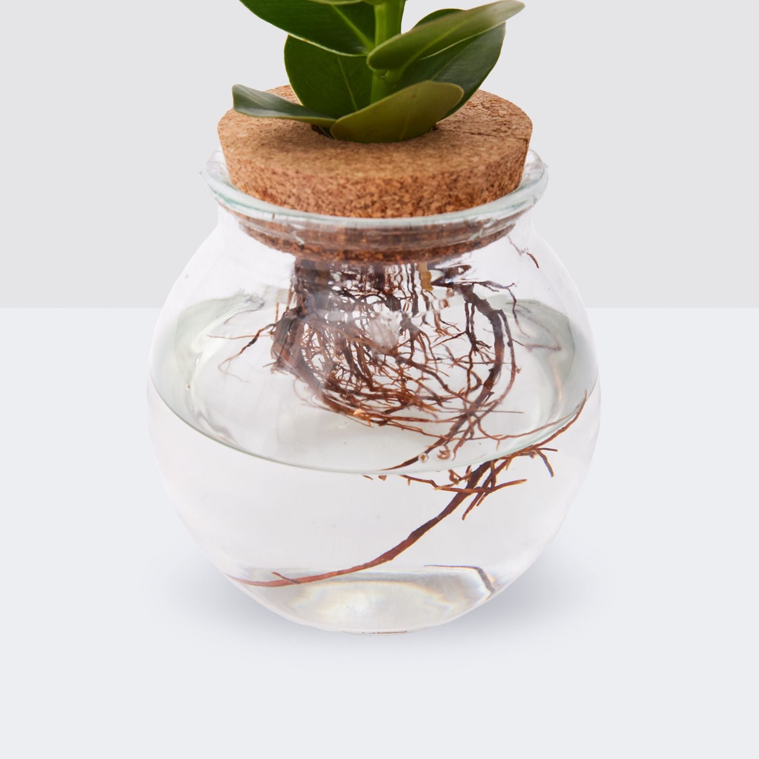 Hydroponic clusia princess