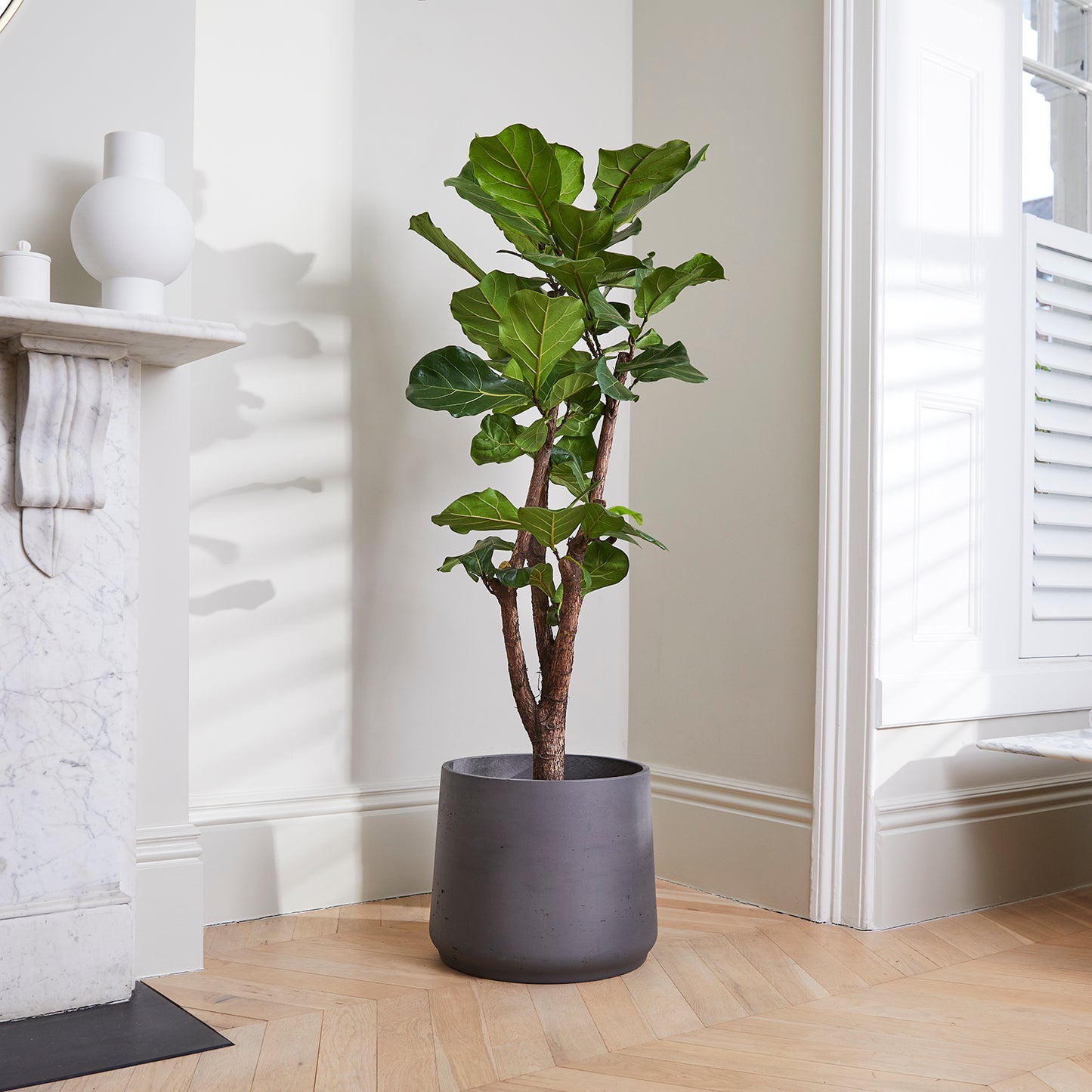 [Selfridges] Fidel-tree-150-160, Clay charcoal 40