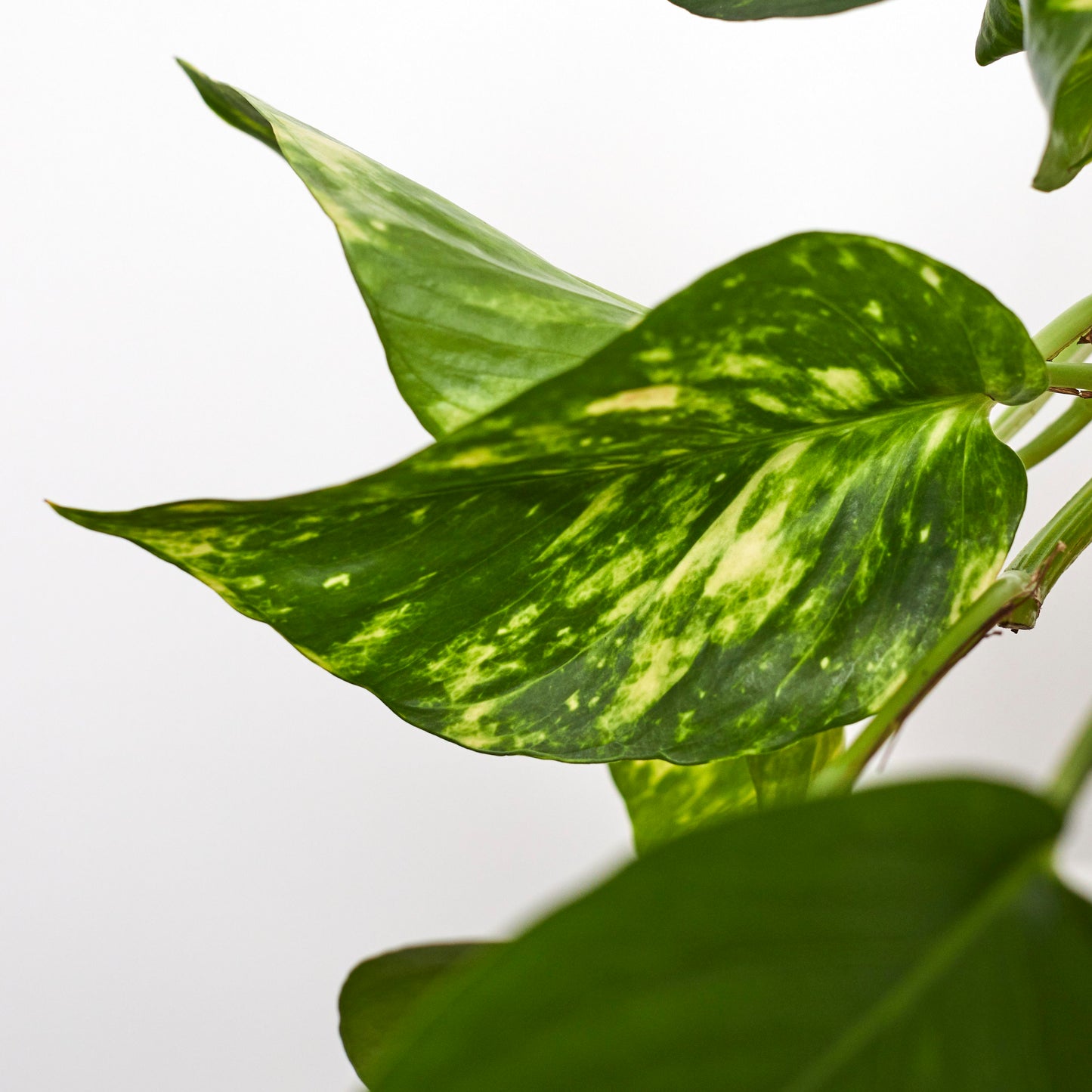 Devil's ivy