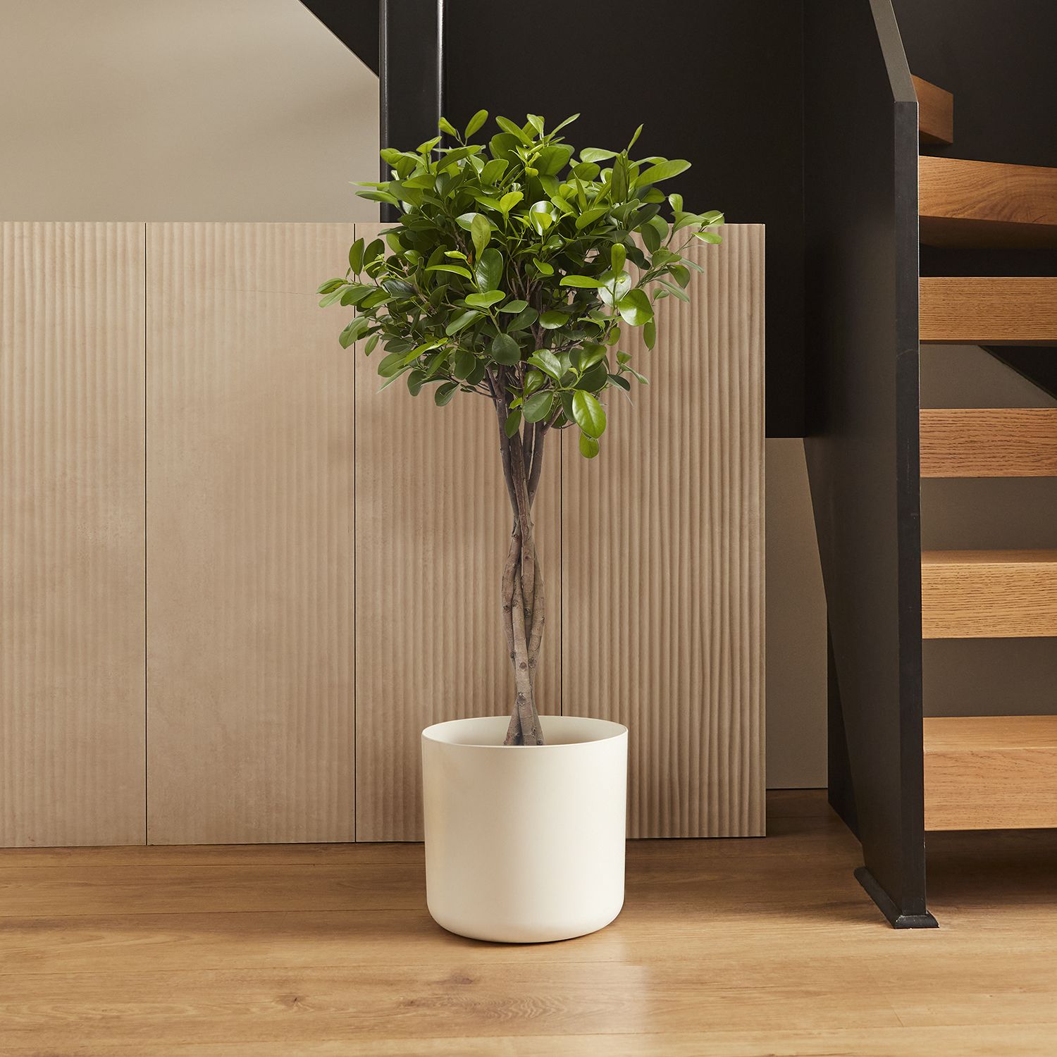 Ficus microcarpa moclame