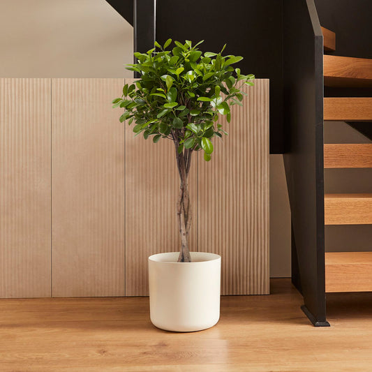 Ficus microcarpa moclame