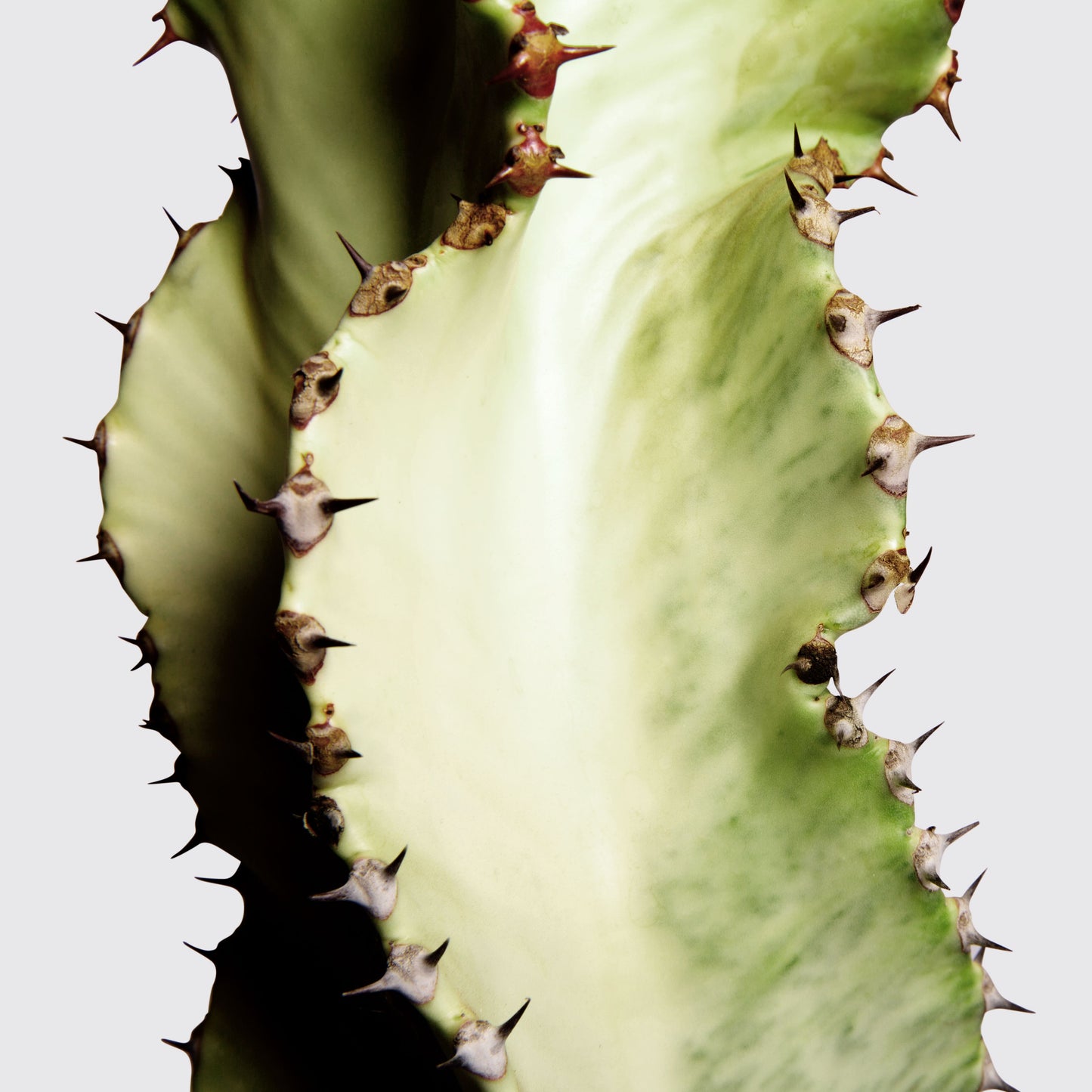 Variegated Euphorbia