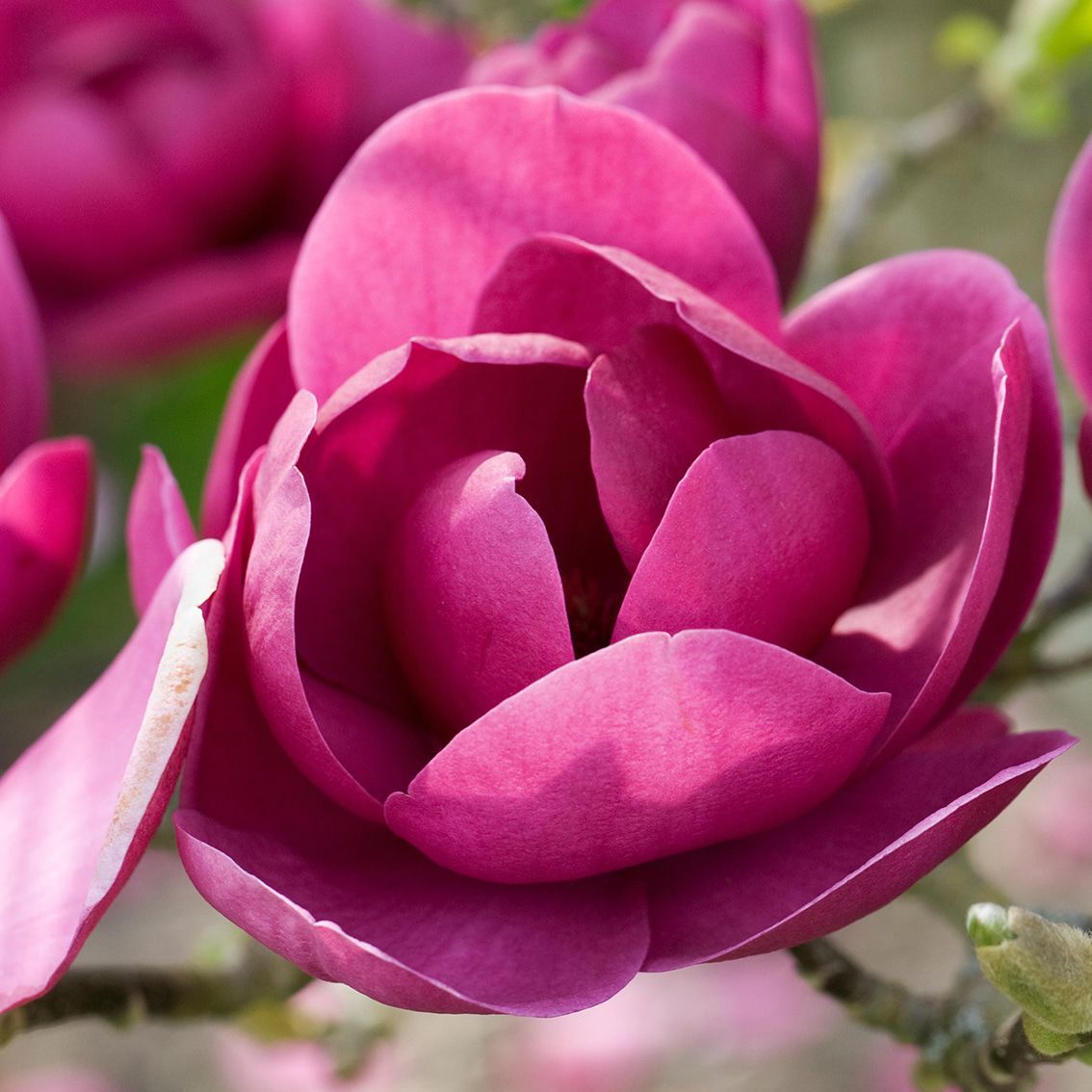 Magnolia 'Black Tulip'