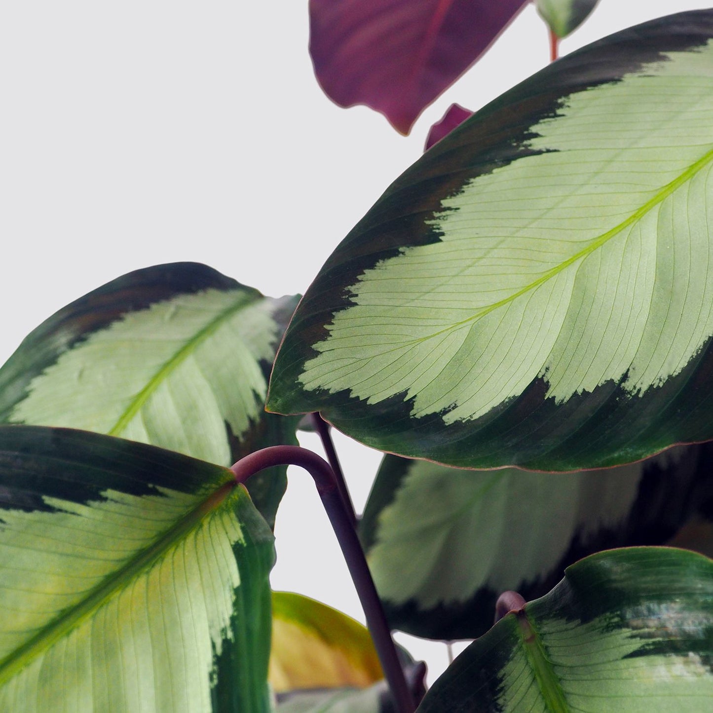 Calathea picturata