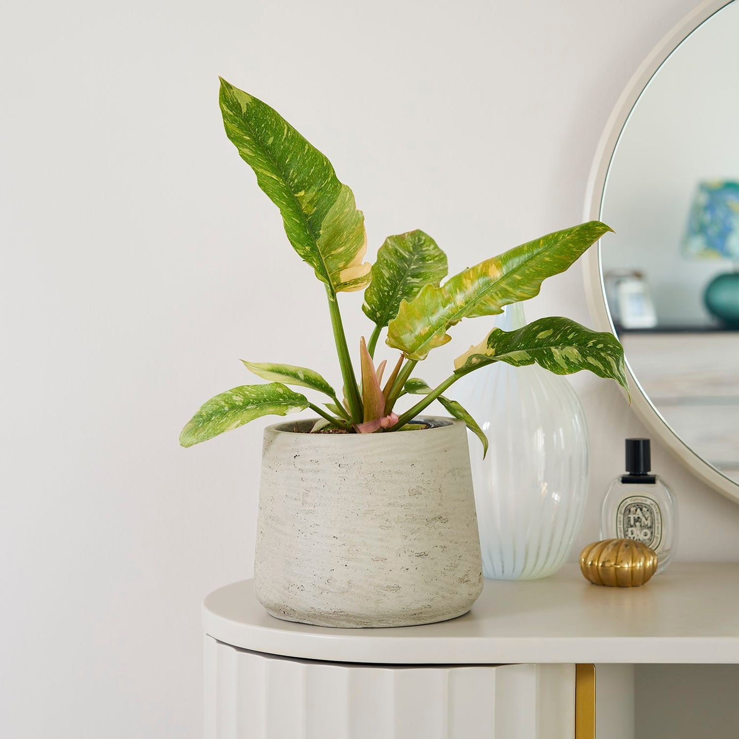 Philodendron narrow 'Ring of Fire'