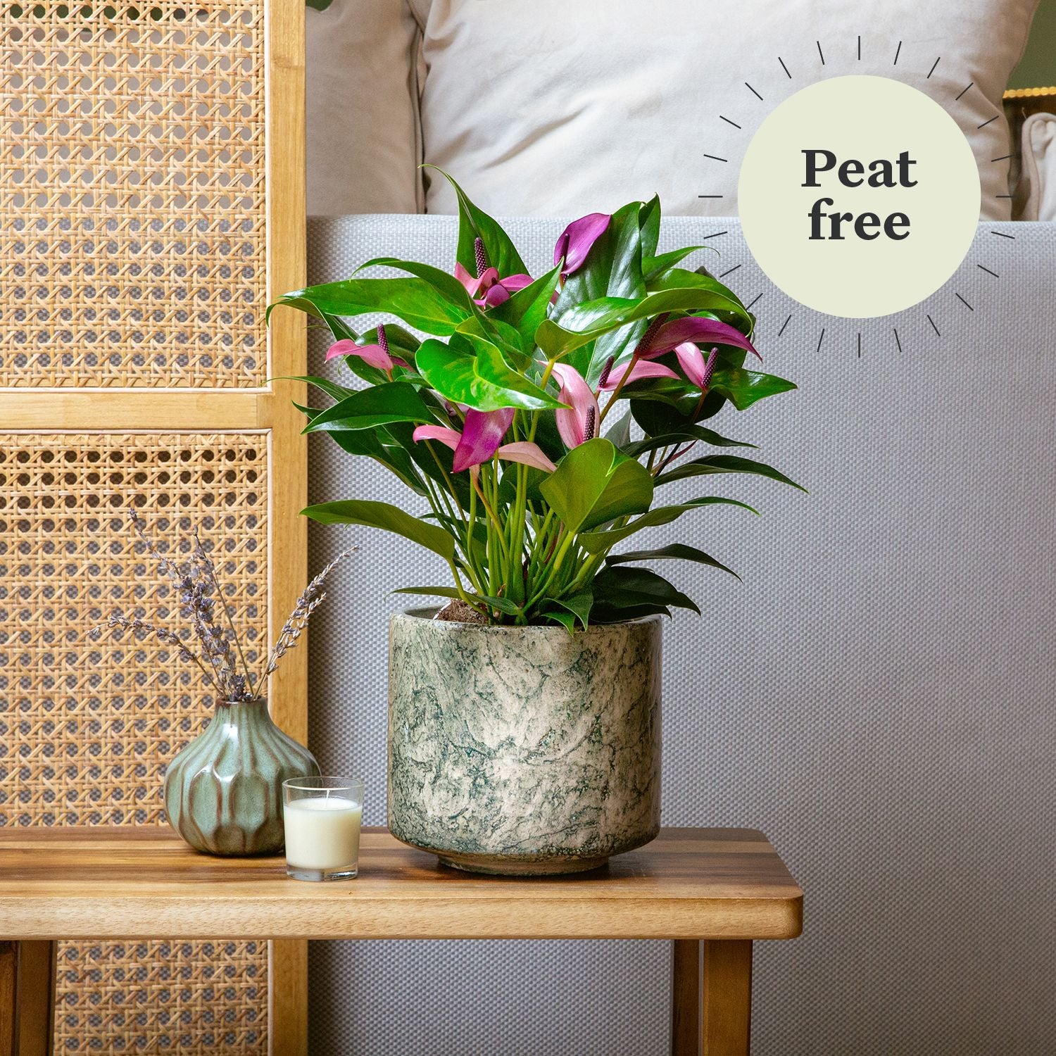 Anthurium ‘Zizou’