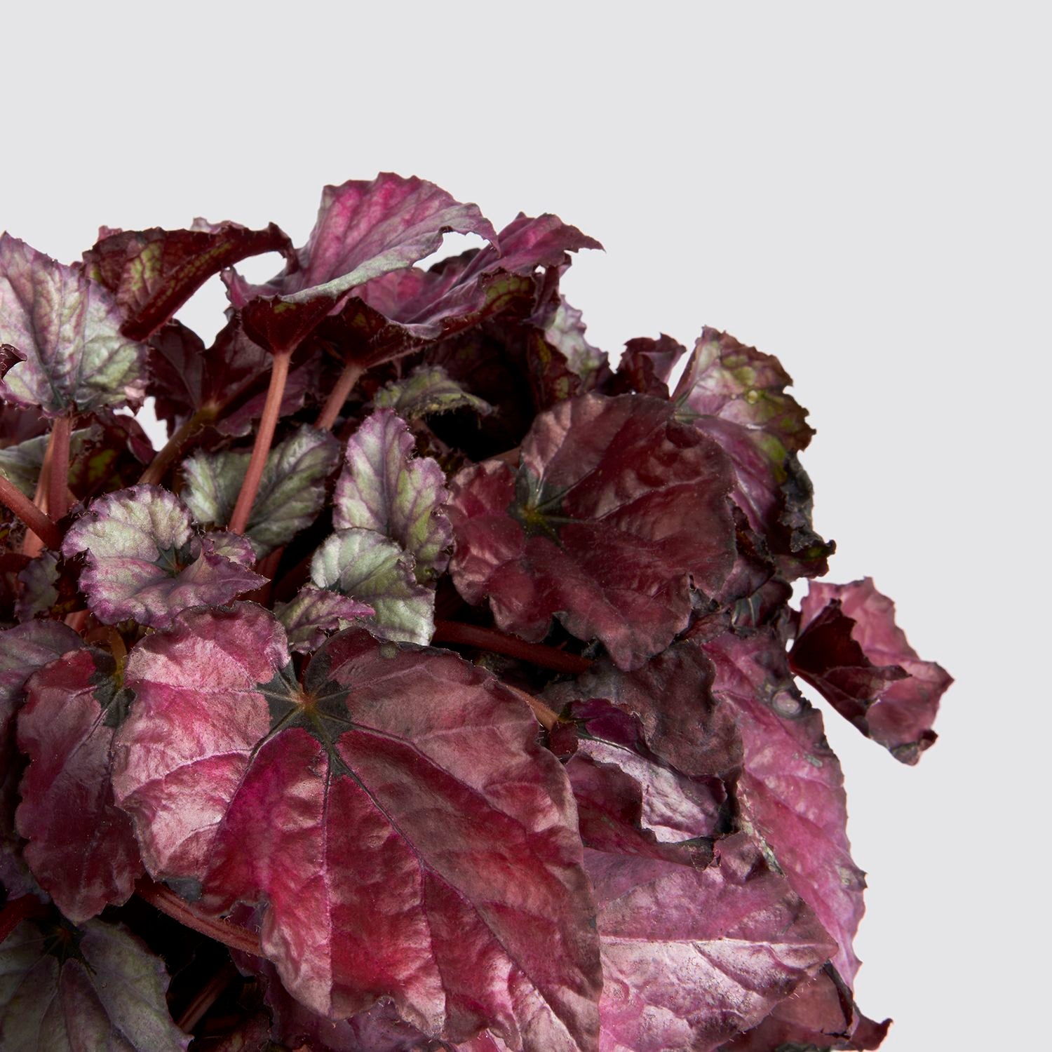 Begonia 'red heart'