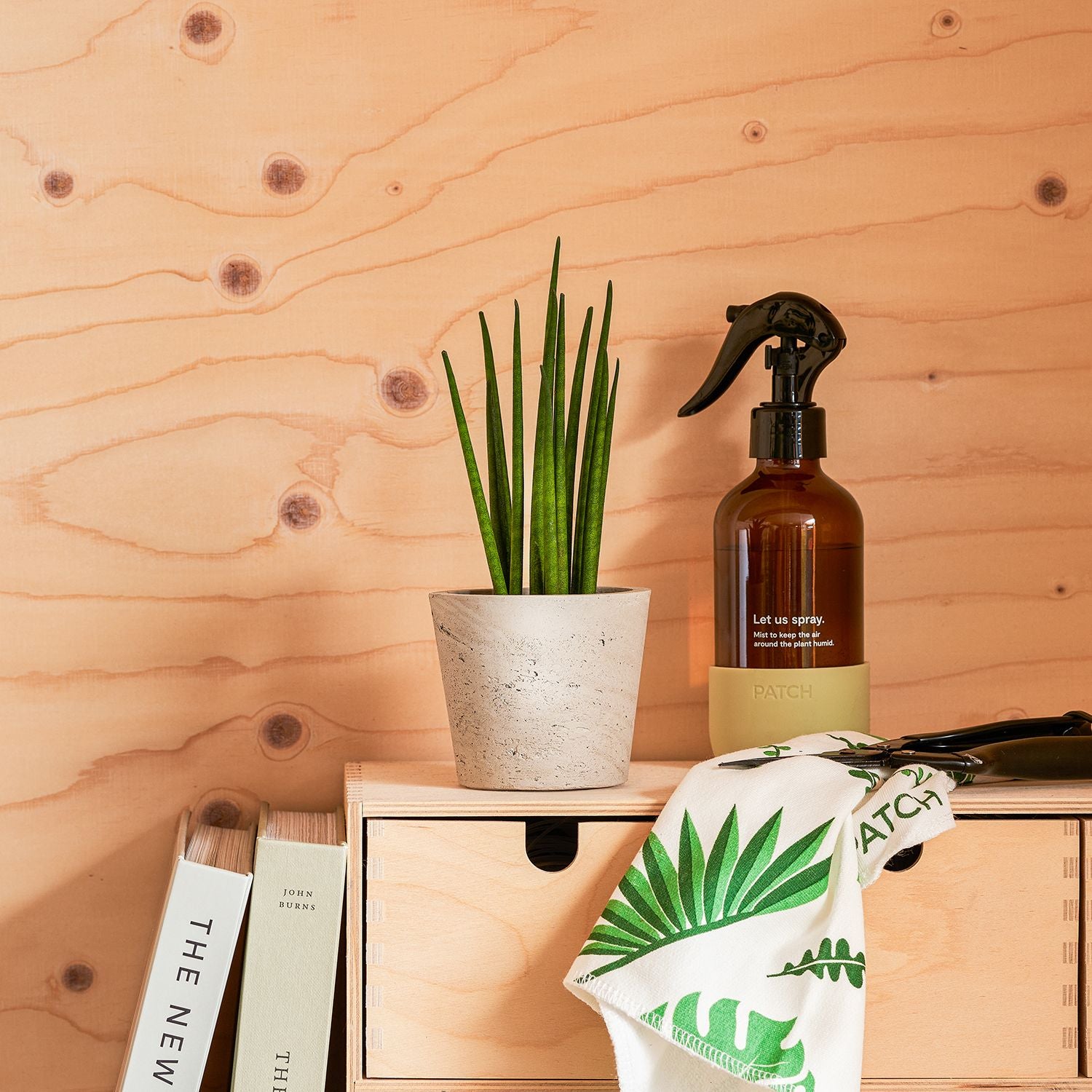 Sansevieria Mikado