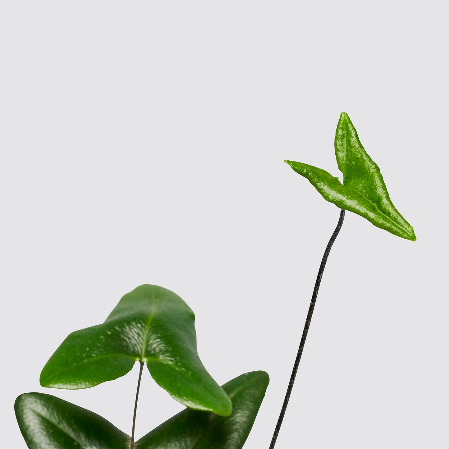 Hemionitis Arifolia