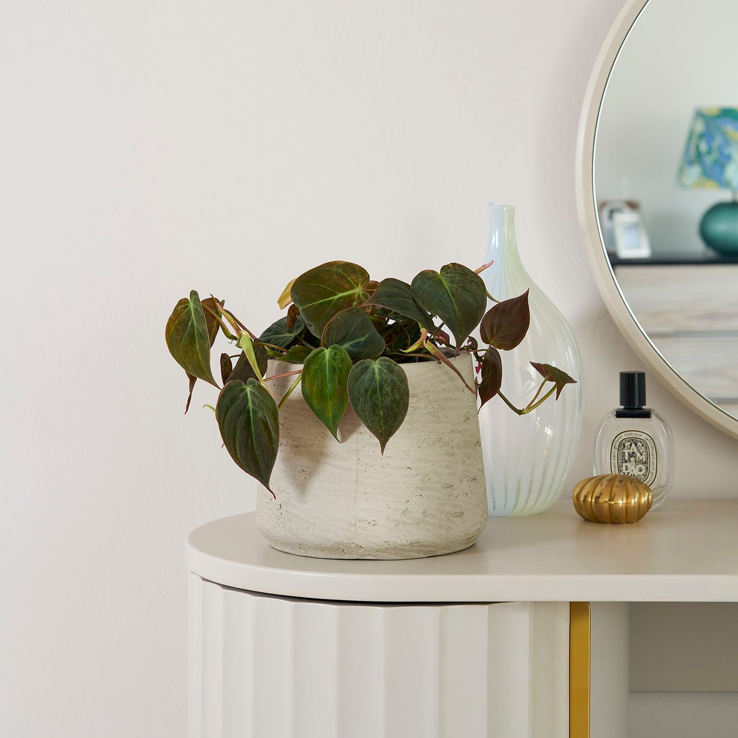 Philodendron scandens 'Micans'