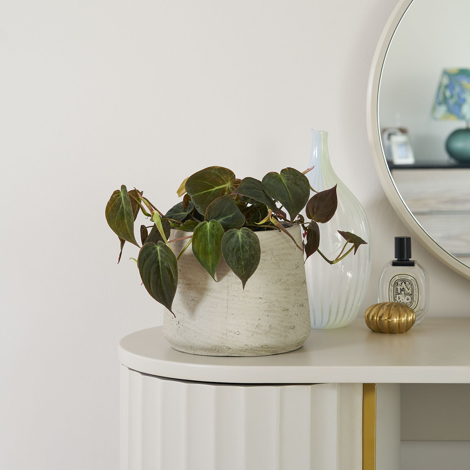 Philodendron scandens 'Micans'