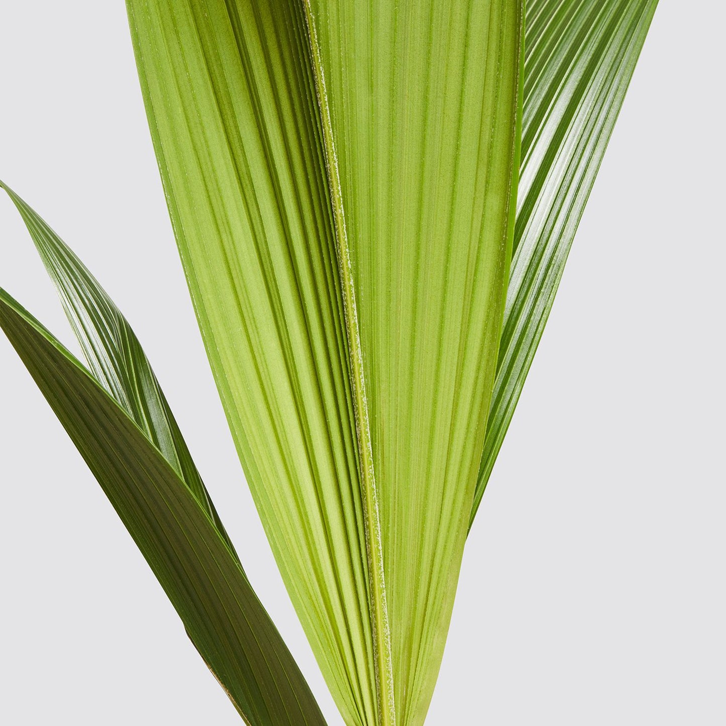 Cocus nucifera