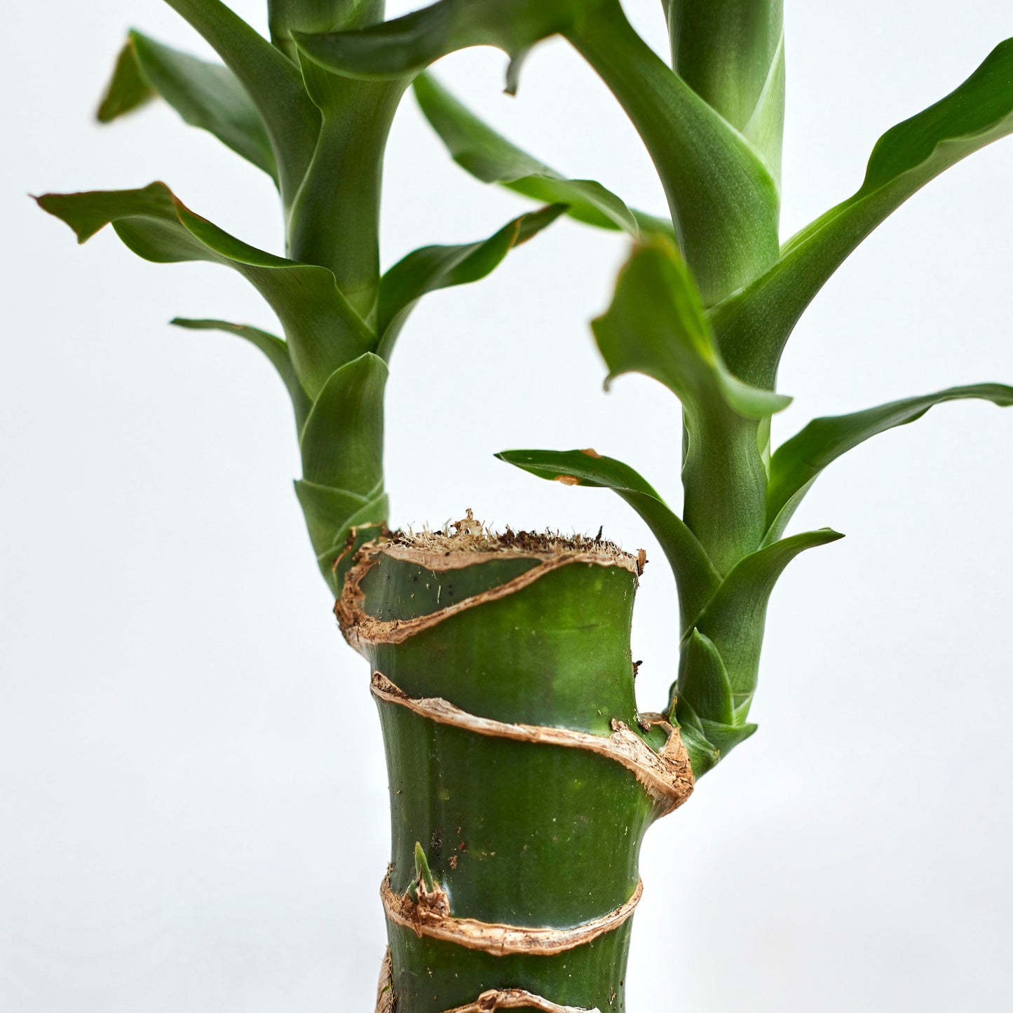 Dracaena Fragrans