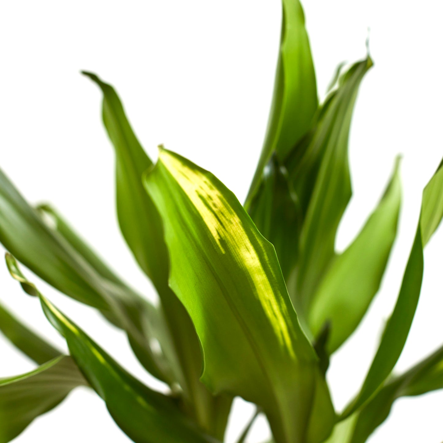 Dracaena Fragrans