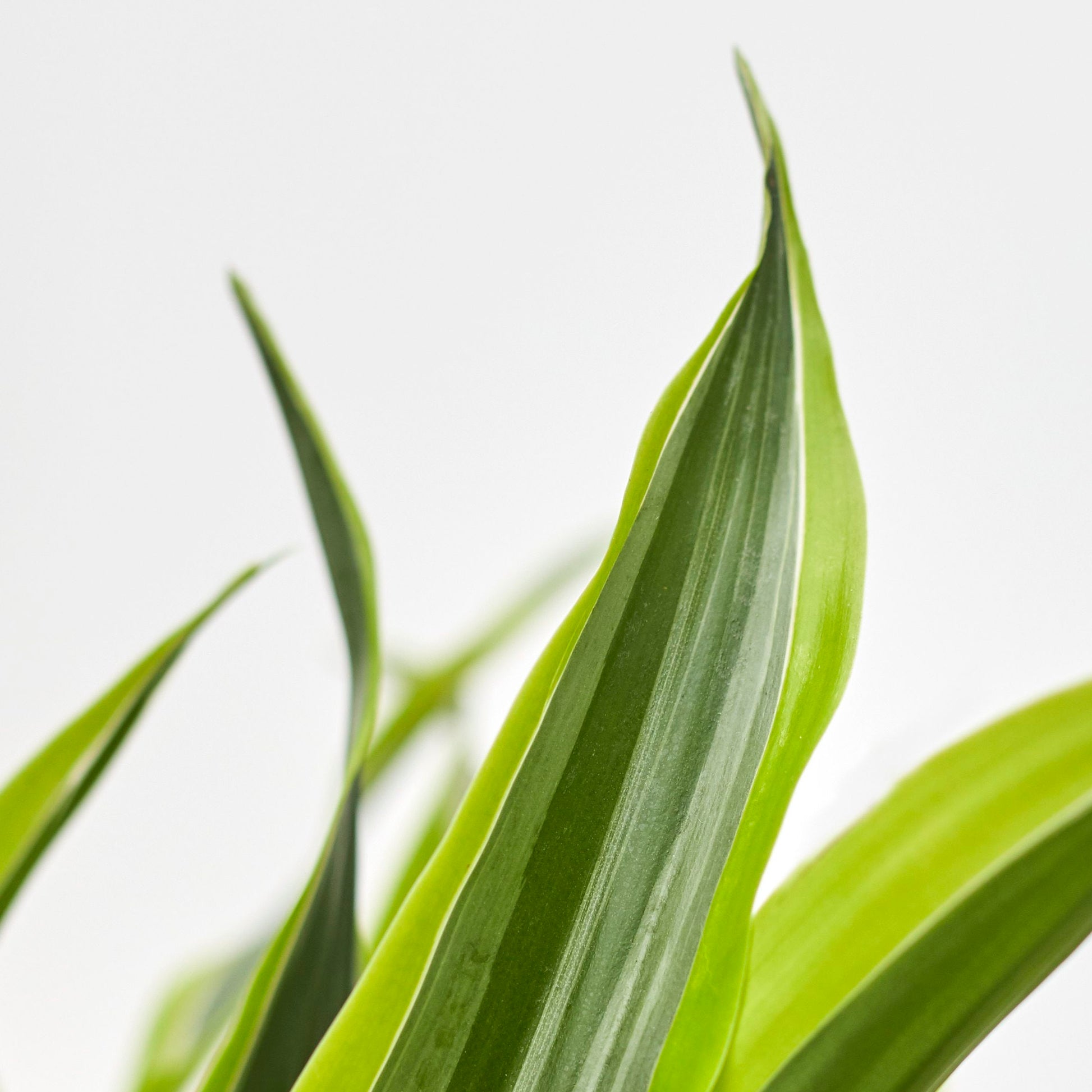 Dracaena fragrans