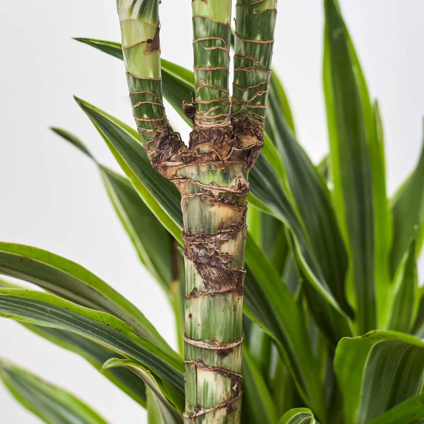 Dracaena fragrans