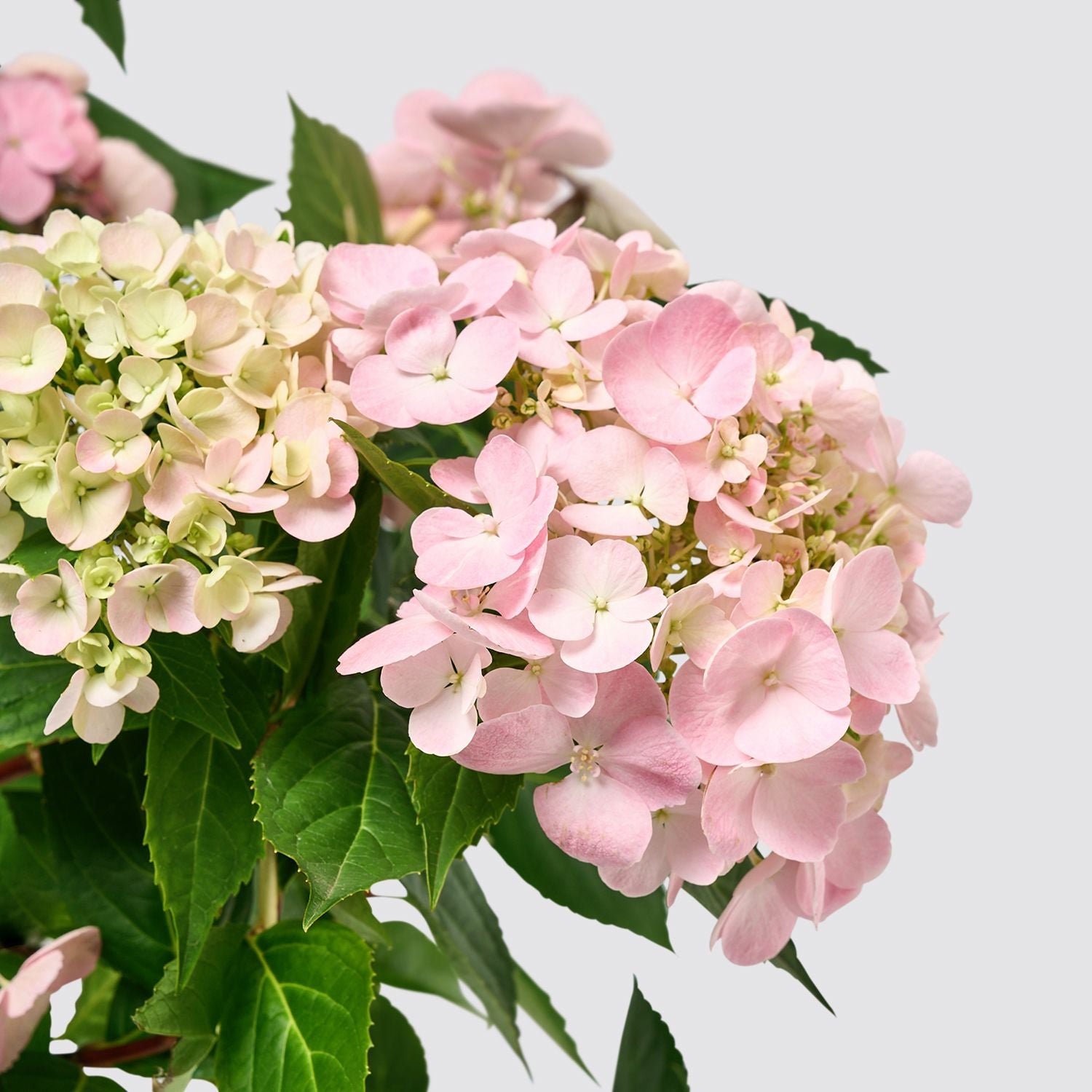 Hydrangea macrophylla - light pink