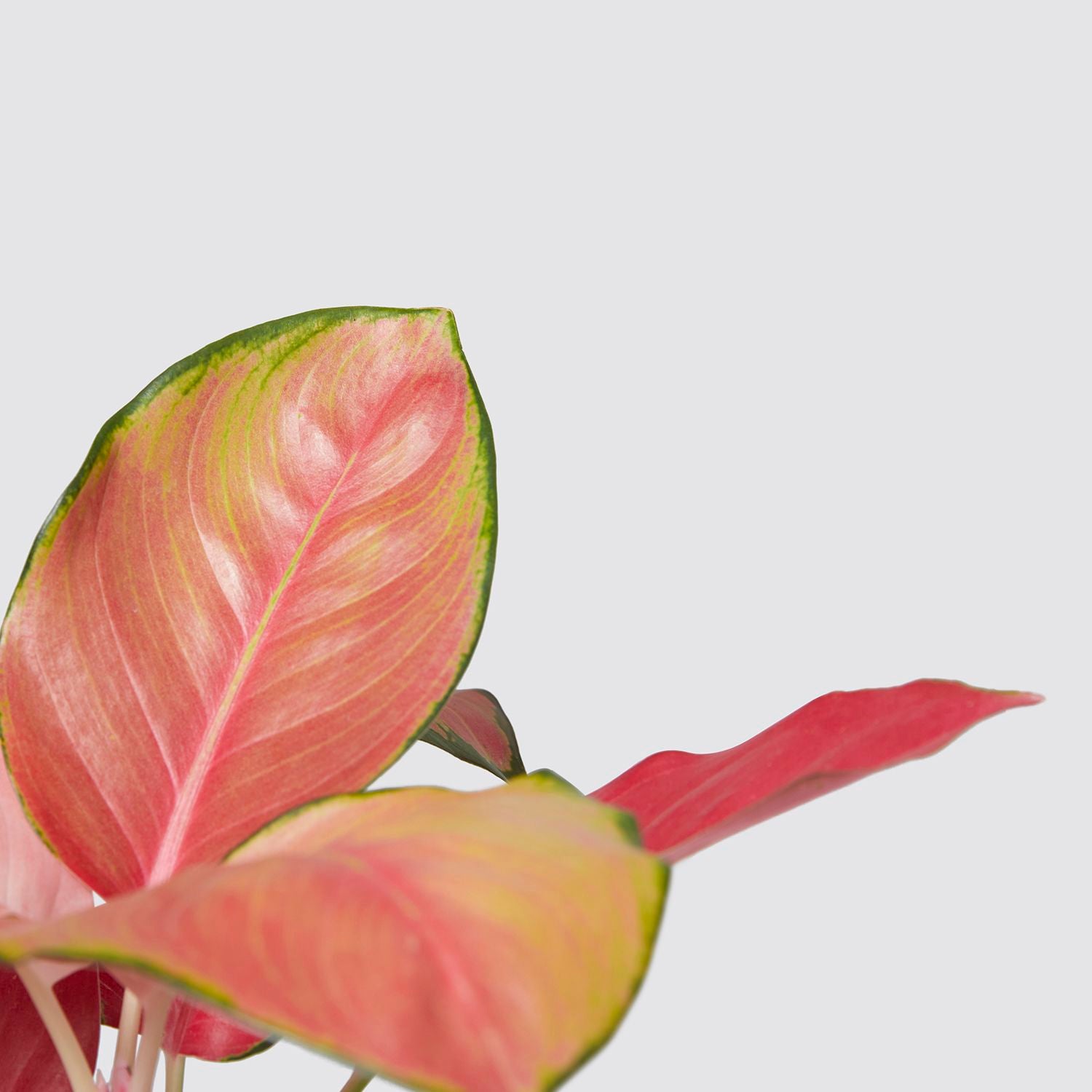 Aglaonema Red Star