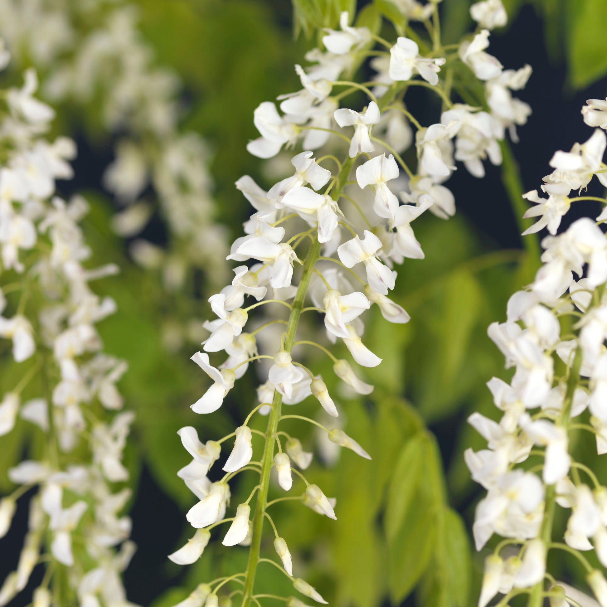 Wisteria Floribunda Alba - white
