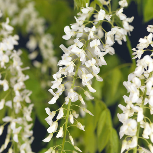 Wisteria Floribunda Alba - white