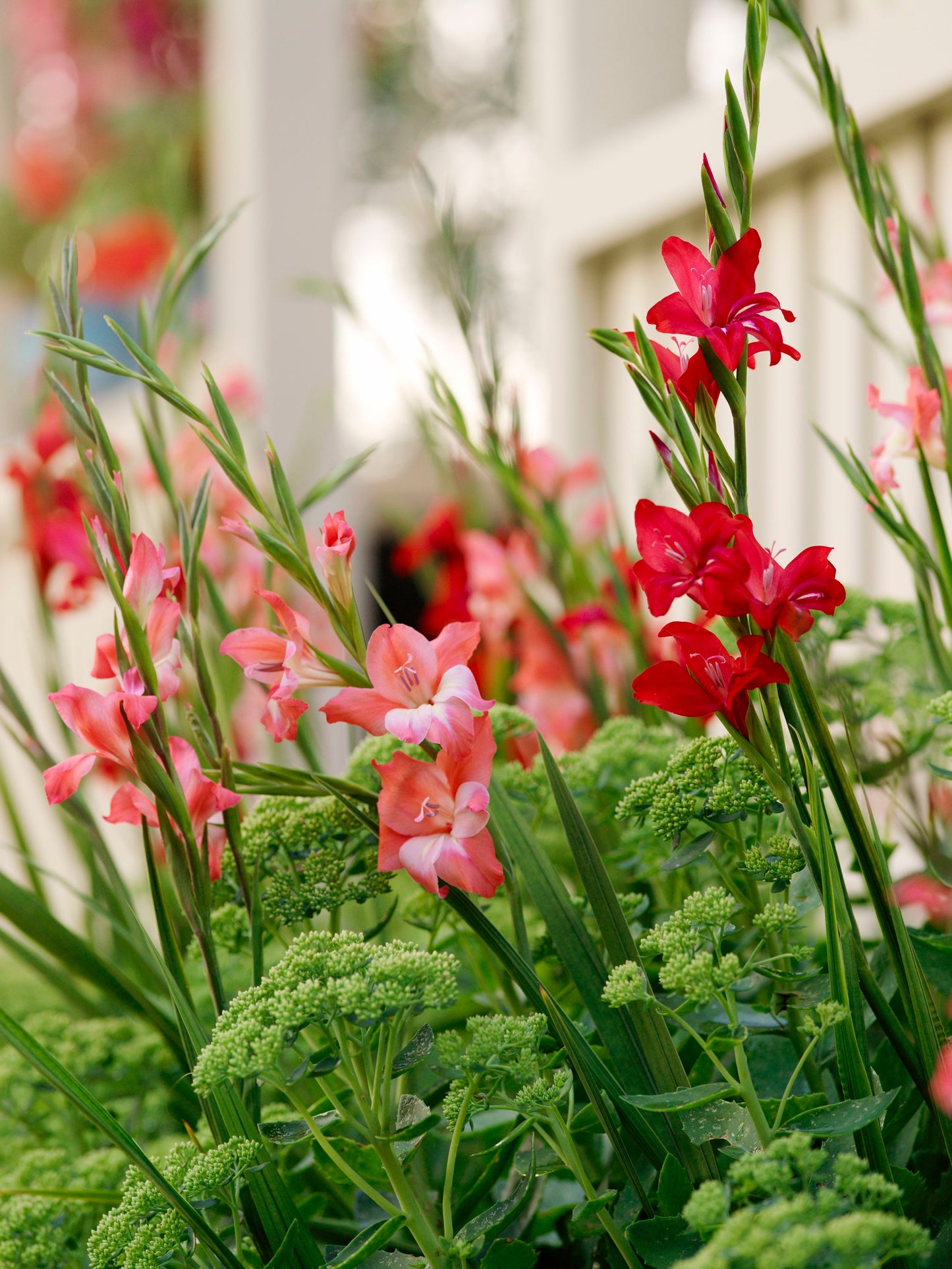 Summer flowering