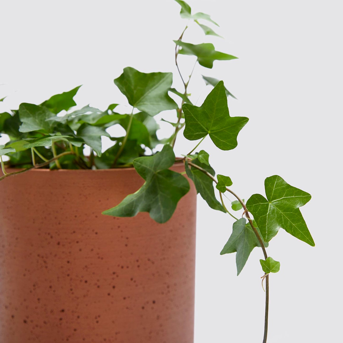 English Ivy