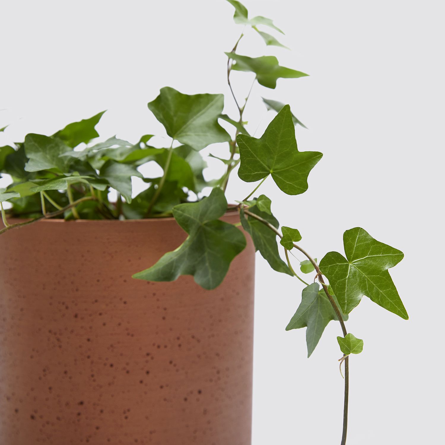 English Ivy