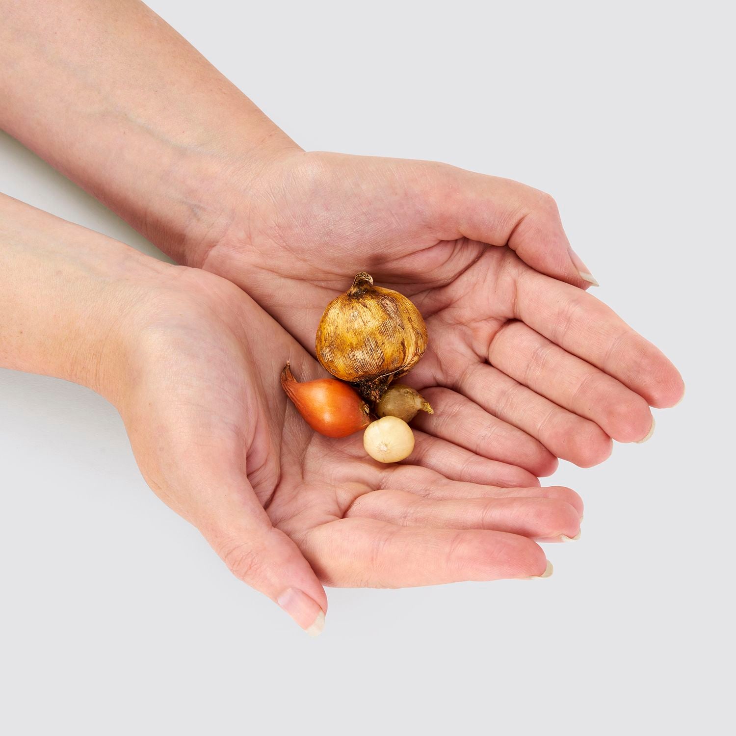 Wild Garden spring bulbs