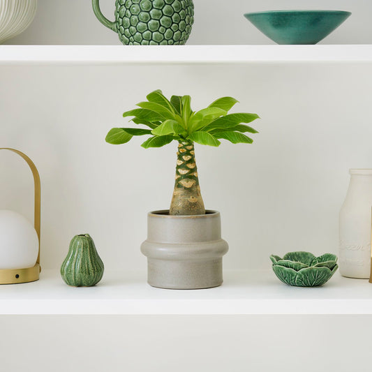 Brighamia insignis 'Hawaii Palm'