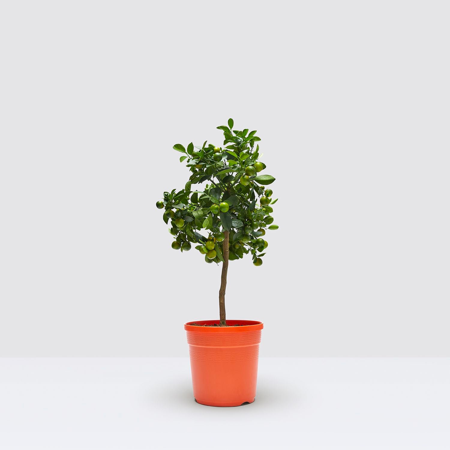 Citrus calamondin