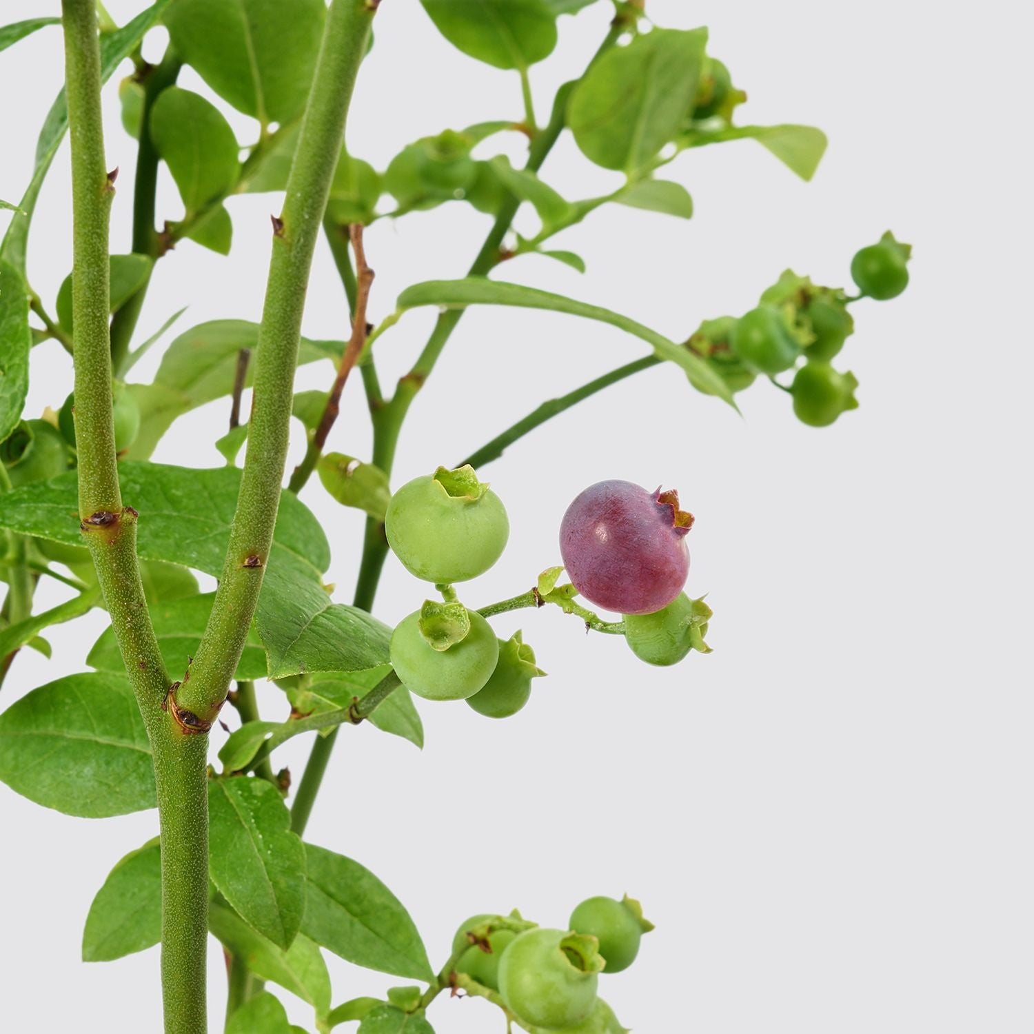 Blueberry