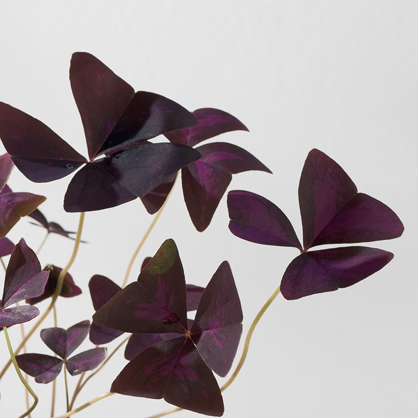 Oxalis triangularis