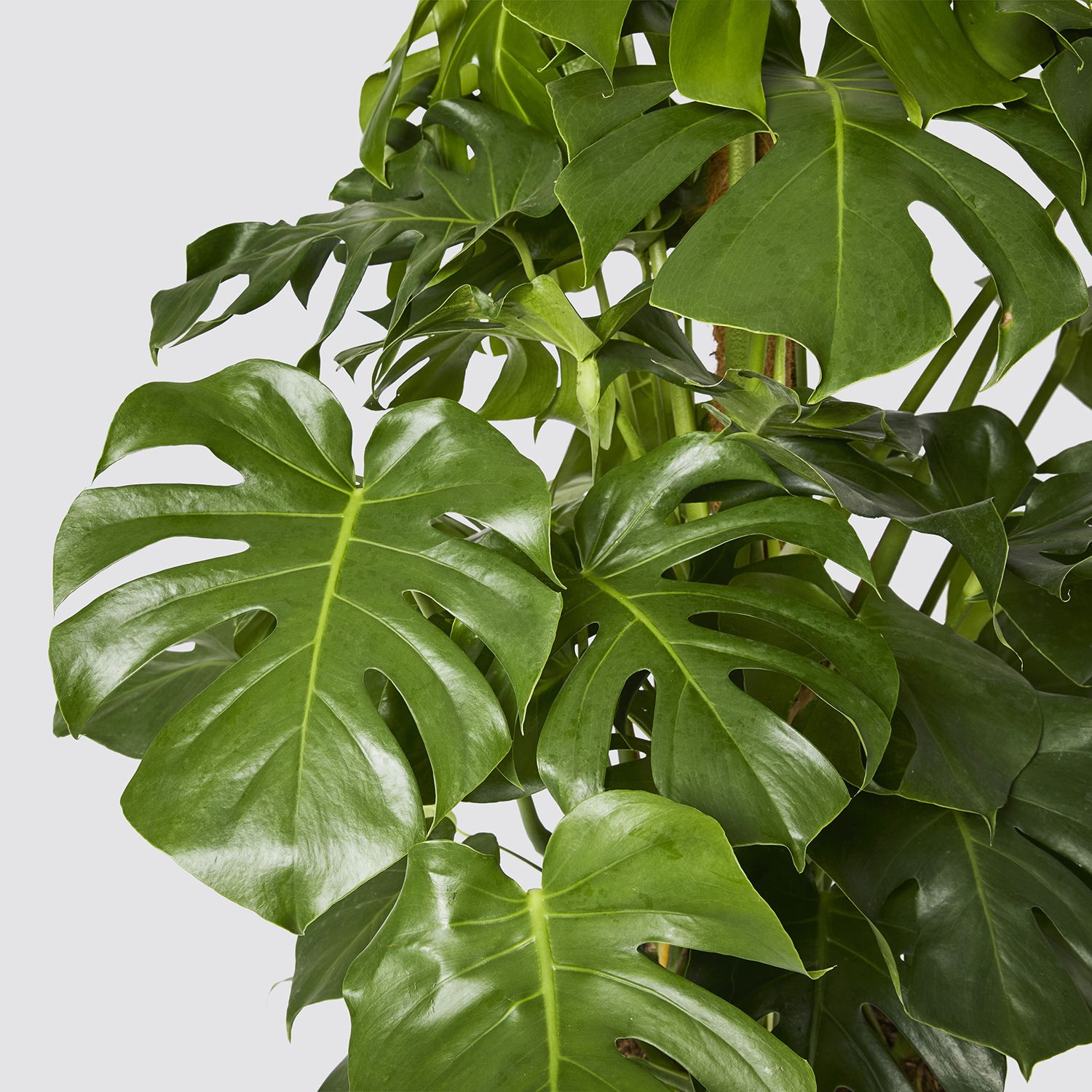 Swiss cheese plant