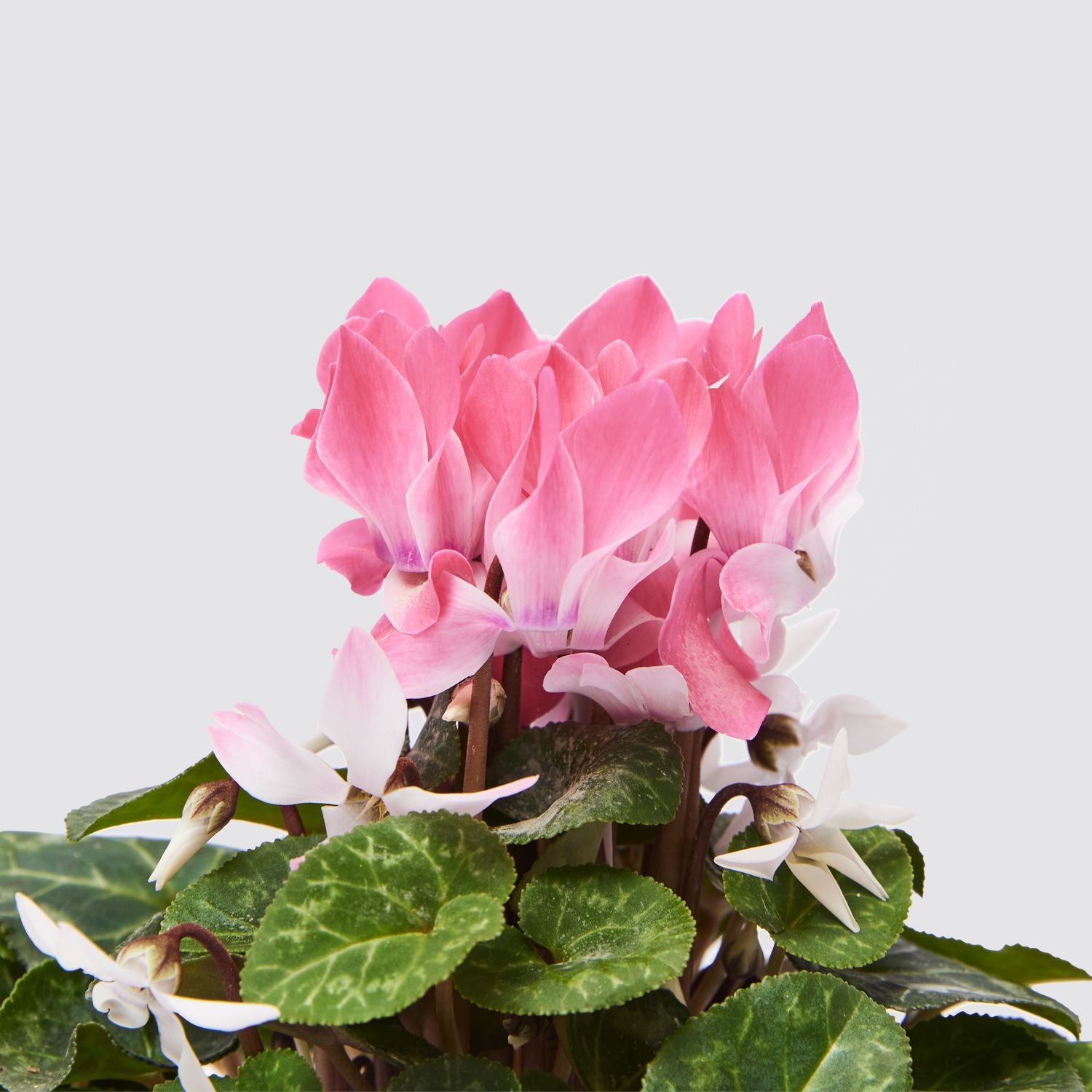 Cyclamen - pink