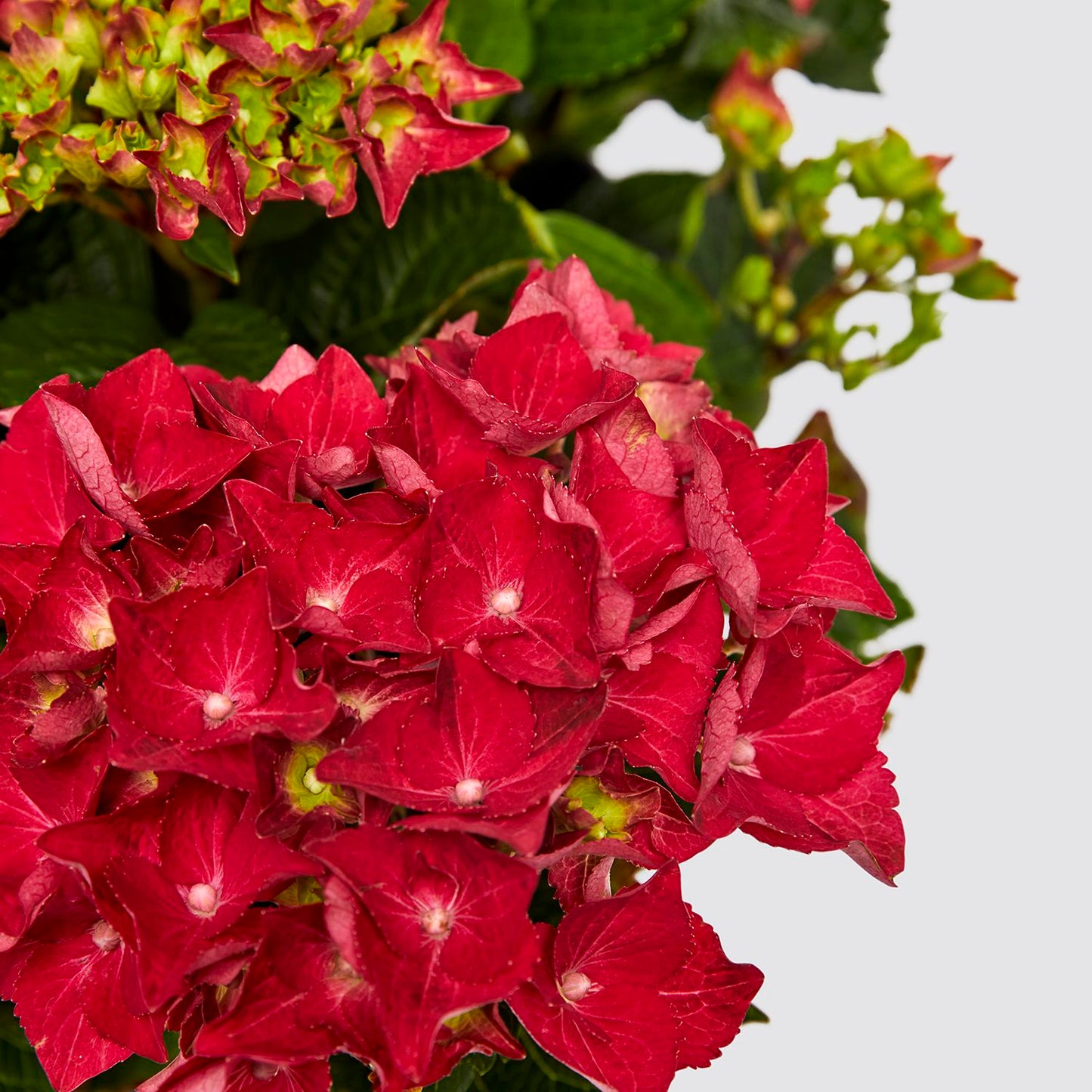 Pink Hydrangea Macrophylla