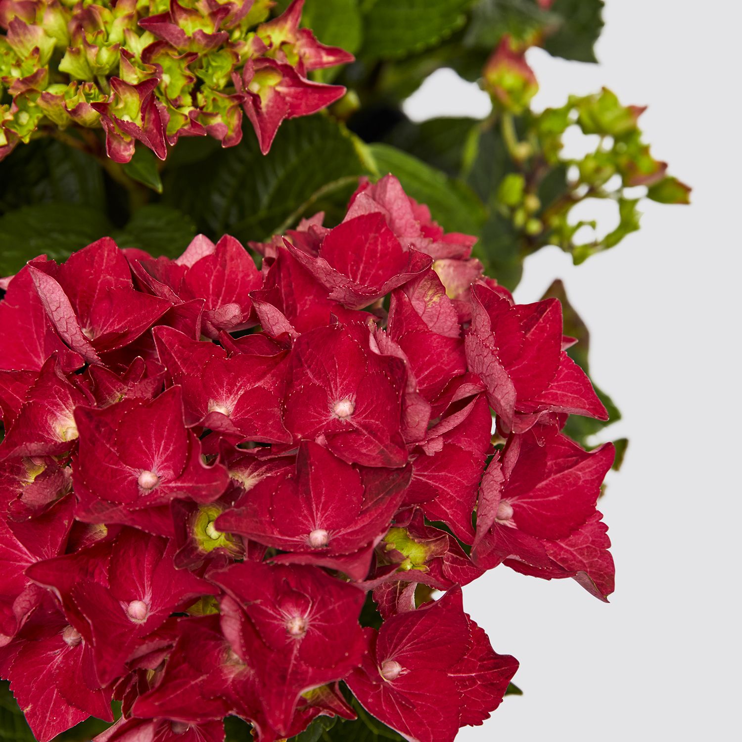 Pink Hydrangea Macrophylla