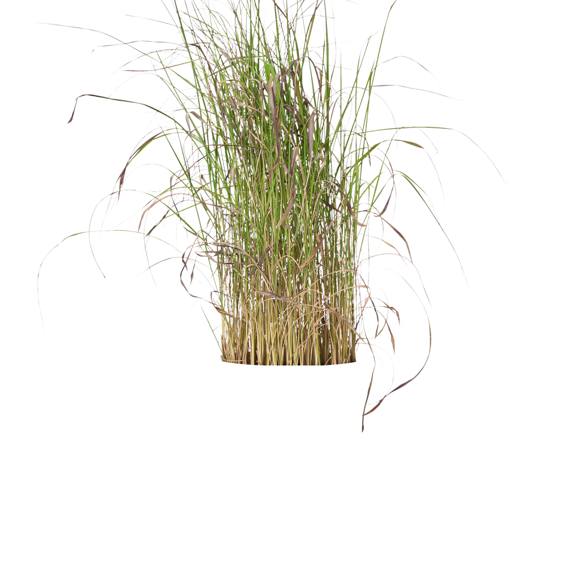 Imperata cylindrica 'Red Baron'