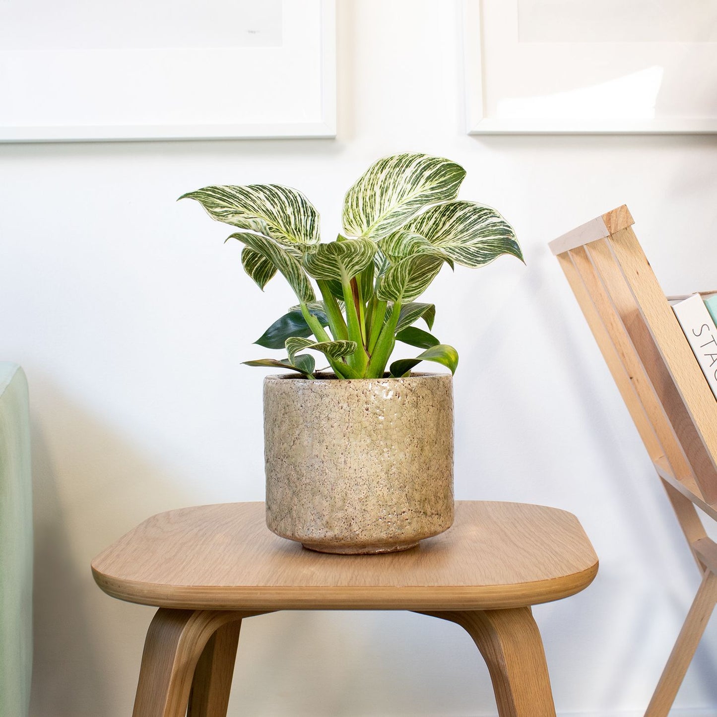 Philodendron White Wave