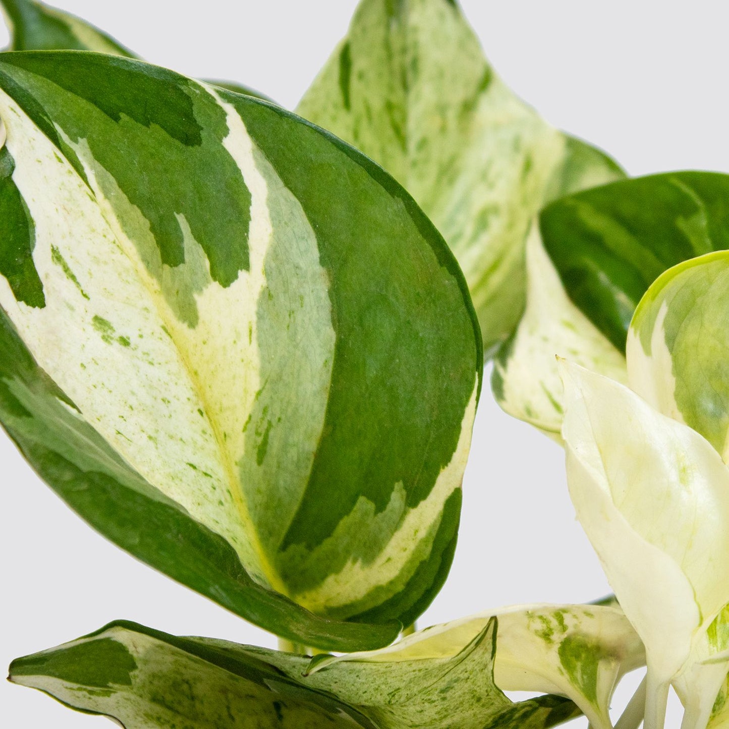 Epipremnum 'happy leaf'