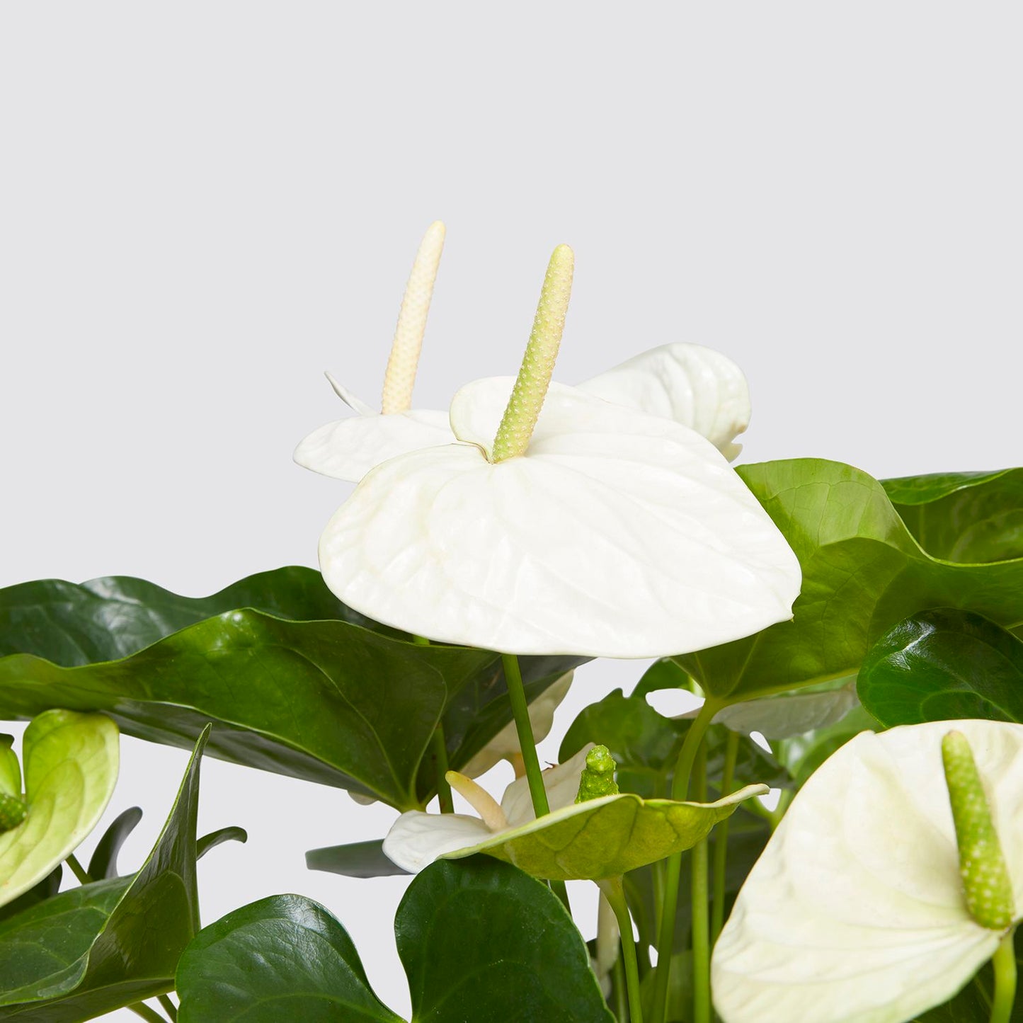 Anthurium - White