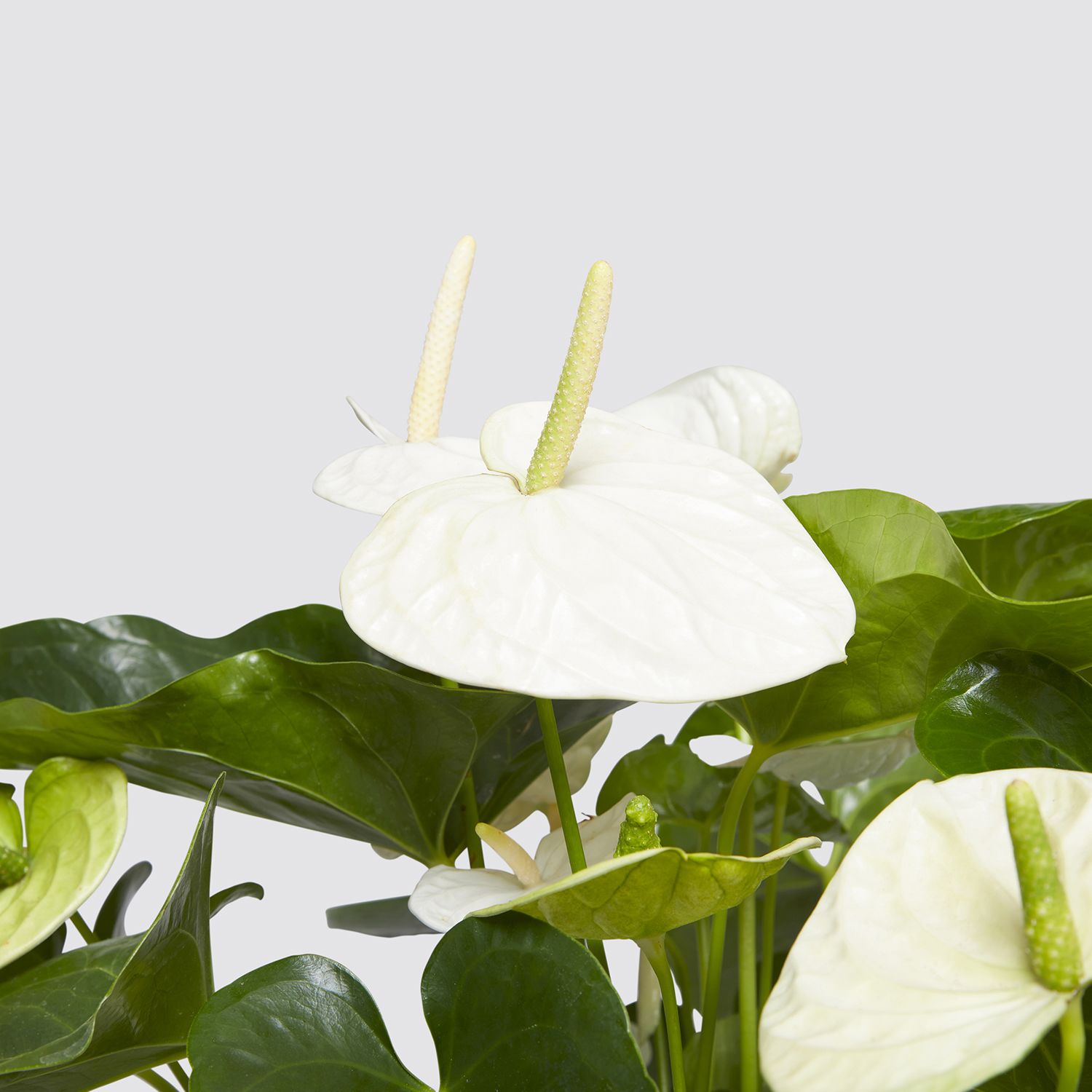 Anthurium - White
