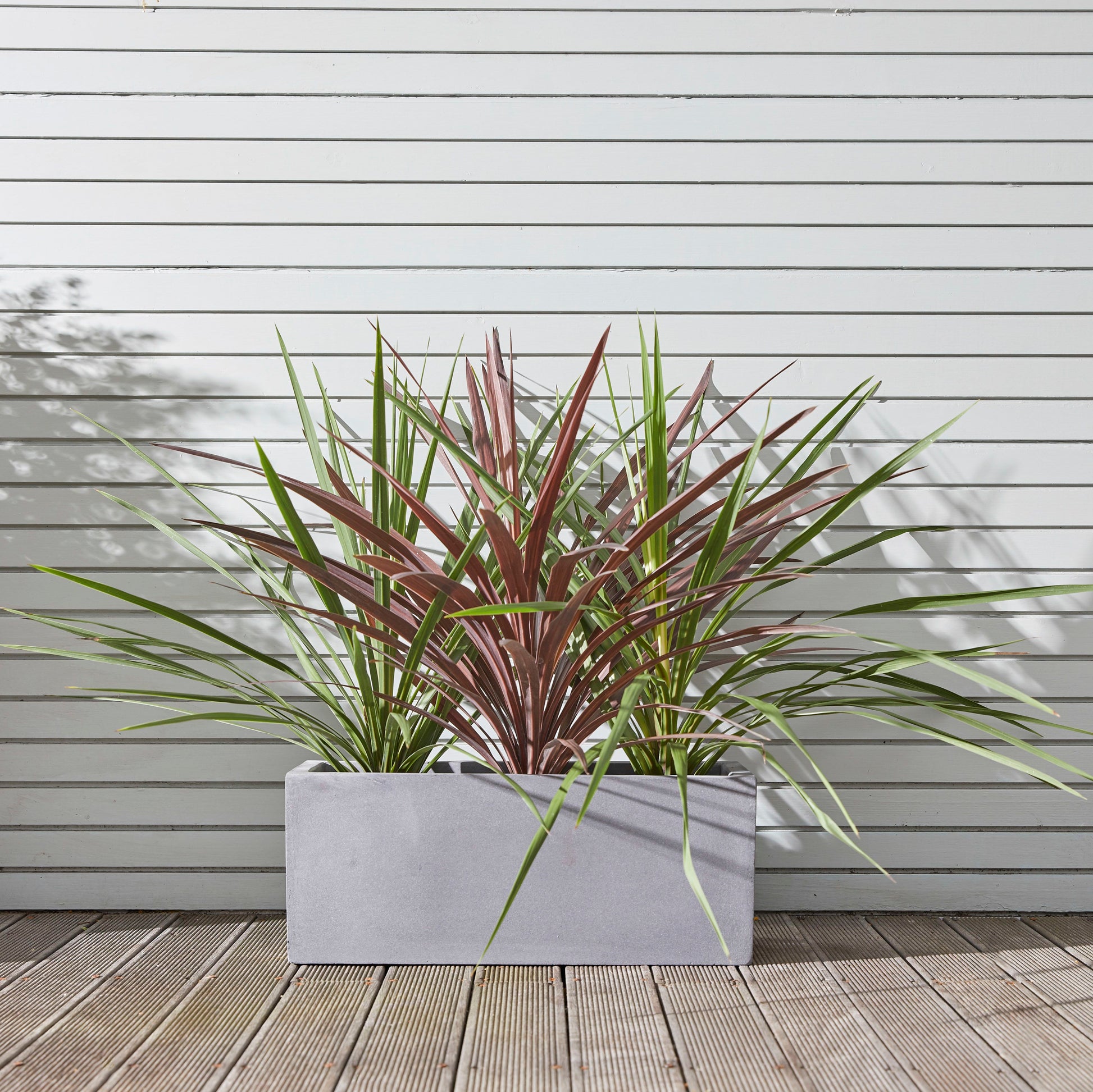 Cordyline green