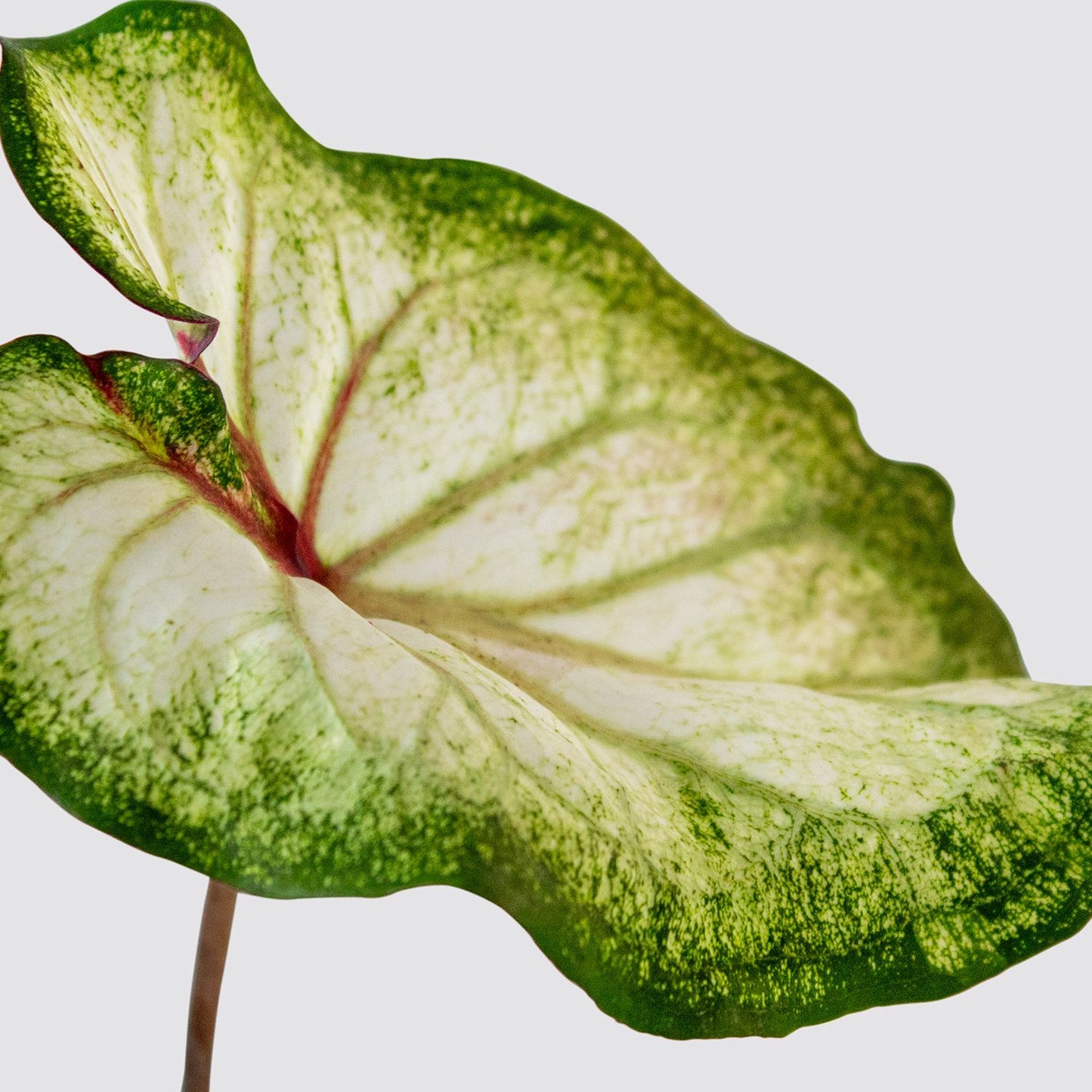 Caladium - White