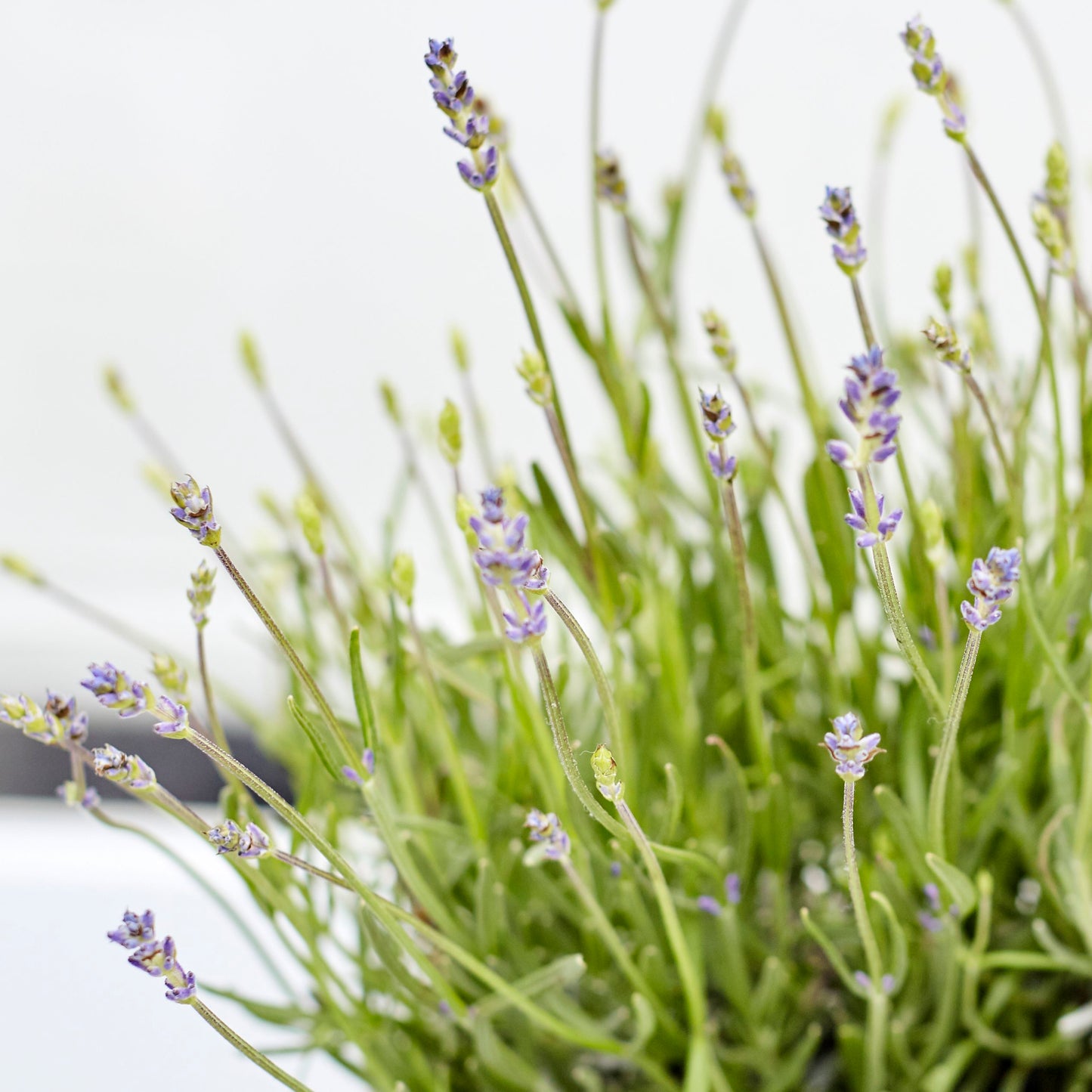 English Lavender - purple