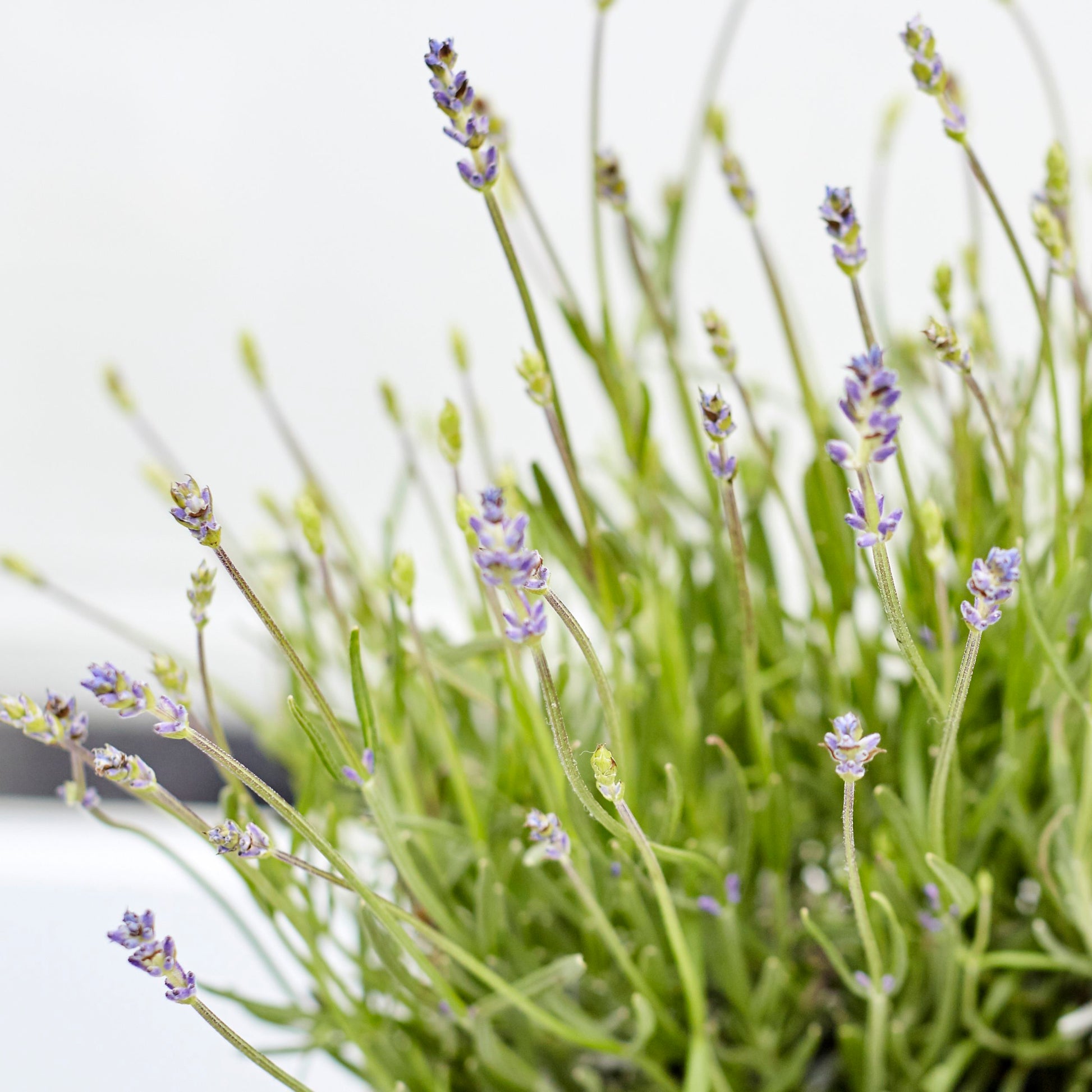 English Lavender - purple