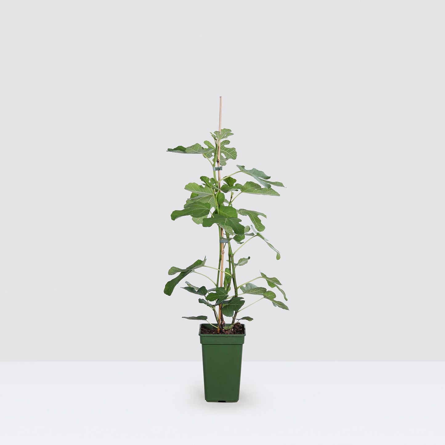 Fig tree - (organic)