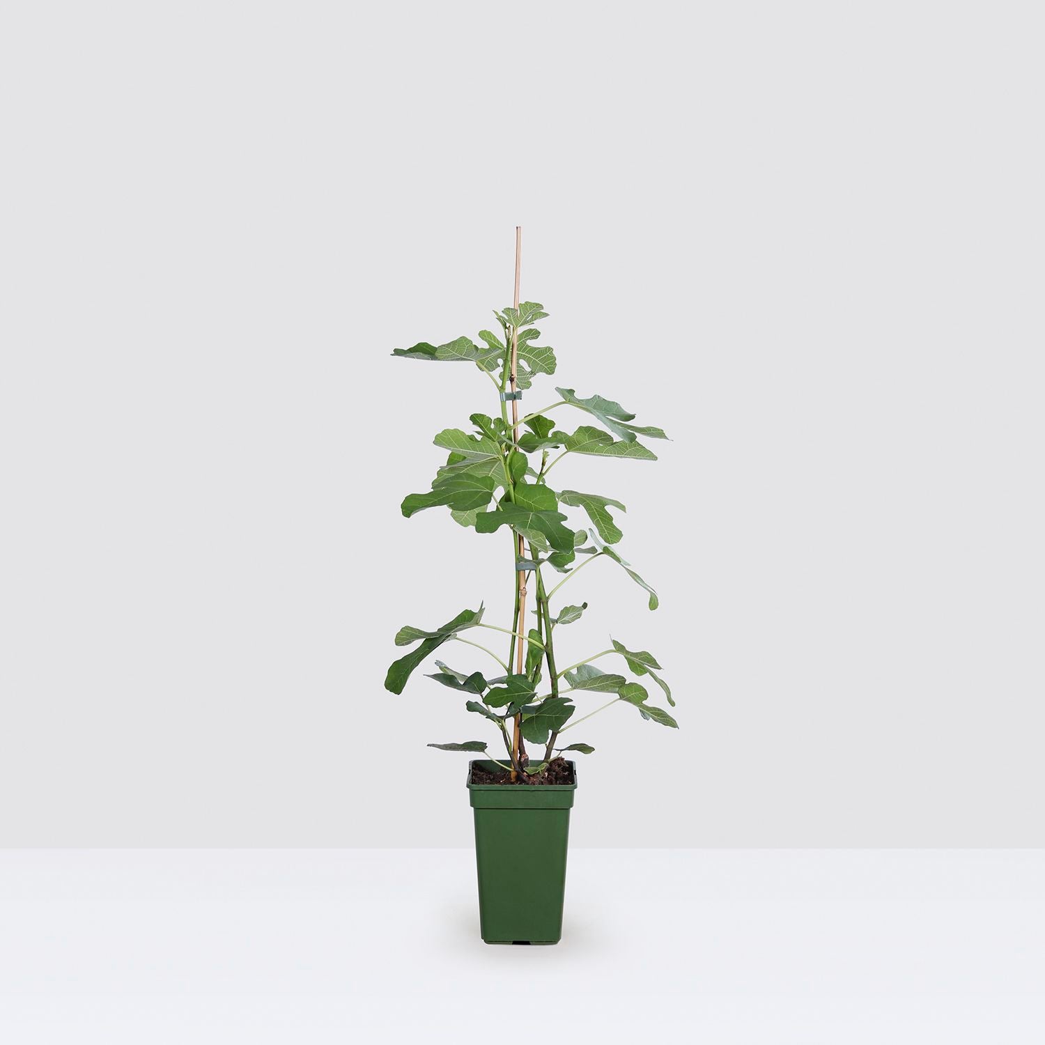 Fig tree - (organic)