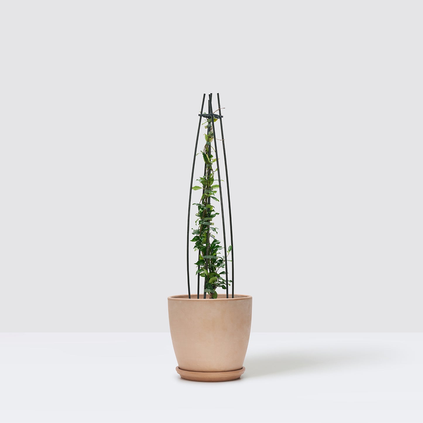 Star Jasmine - pink