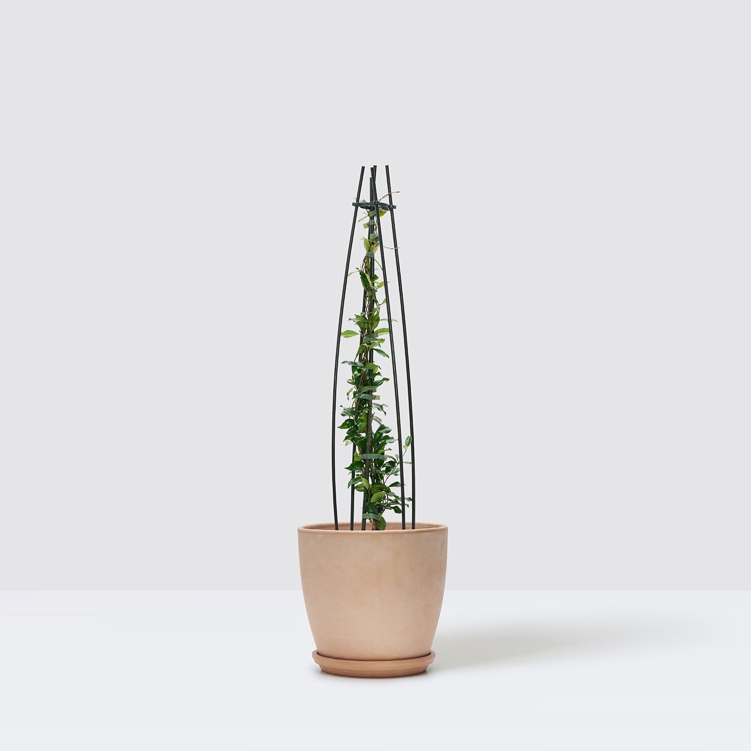 Star Jasmine - pink
