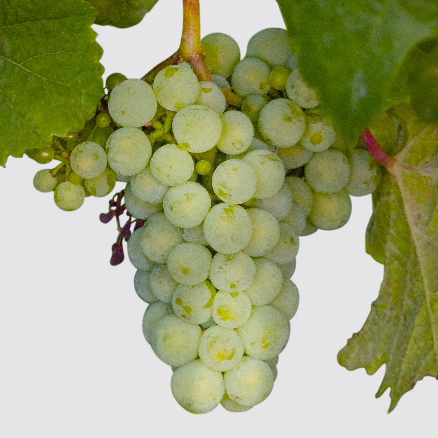 Grape green (organic)